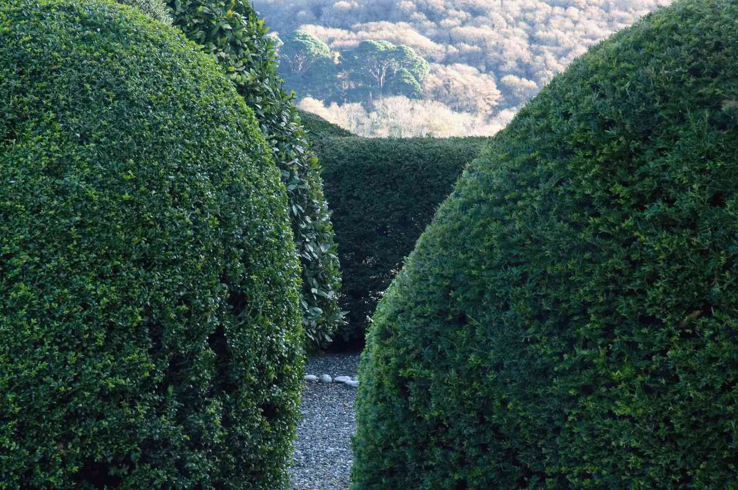 15 Beautiful Shrubs for Privacy
