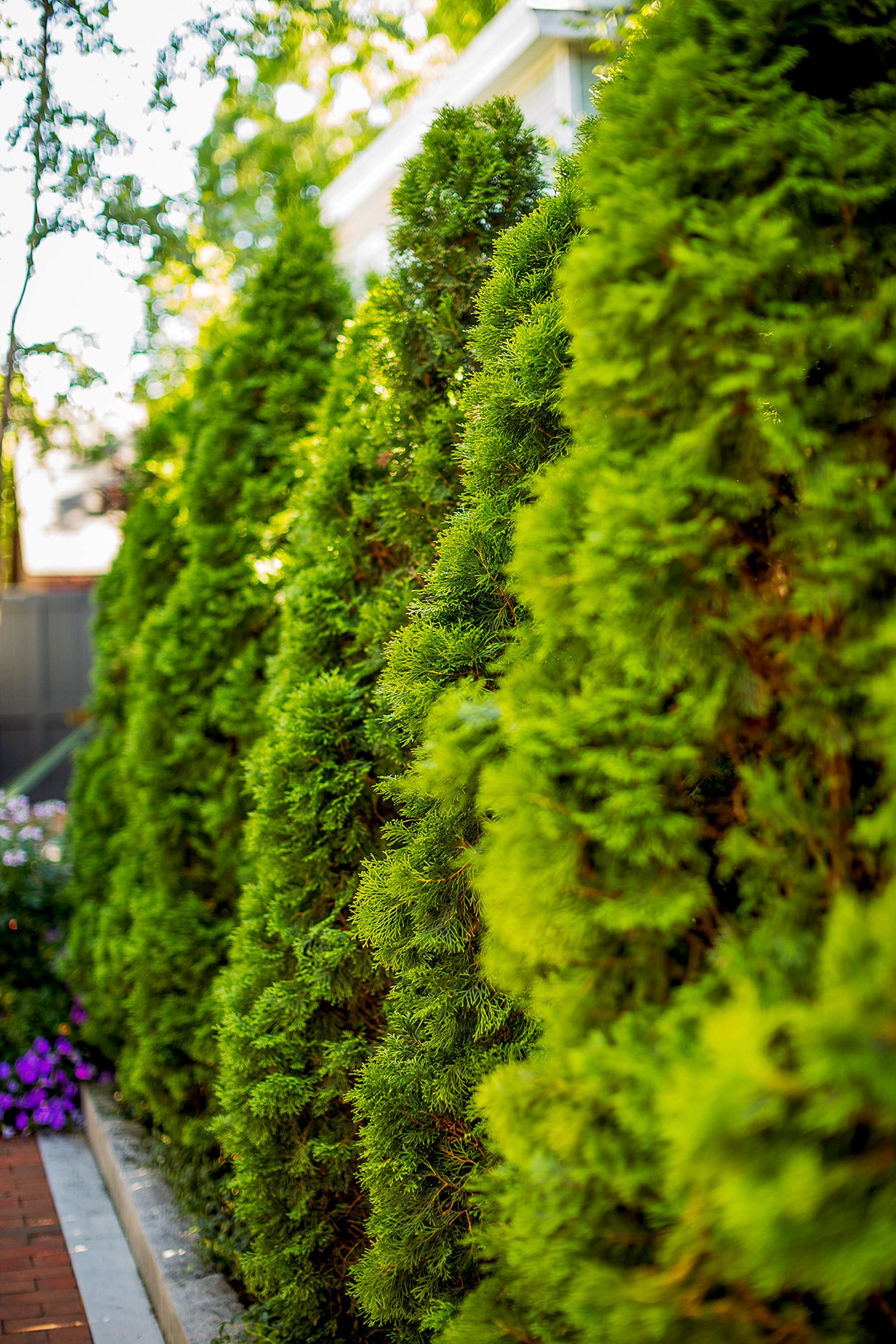 19 Easy-Care Shrubs to Use as Hedge Plants for Outdoor Privacy