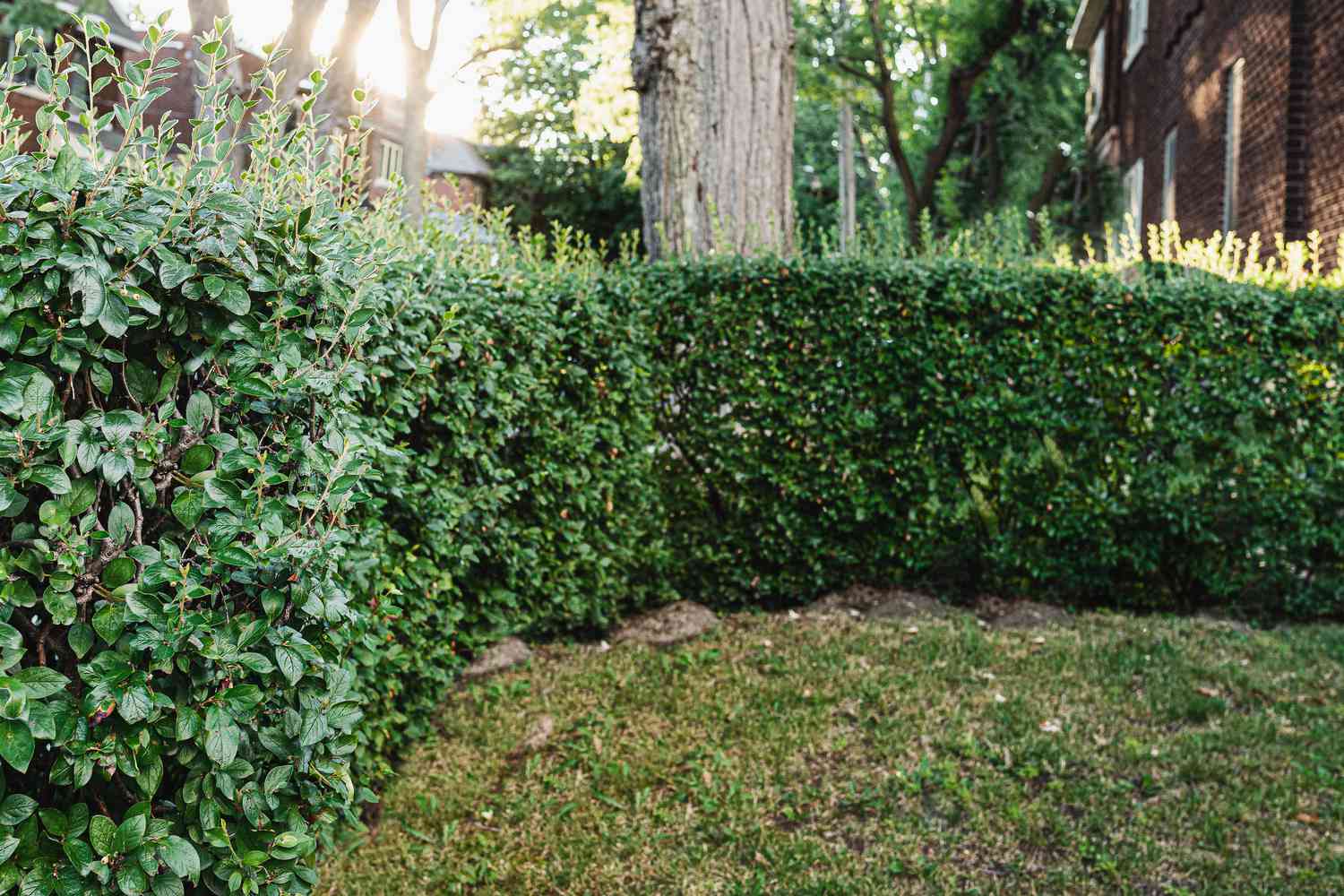 22 Best Privacy Shrubs That Grow Fast