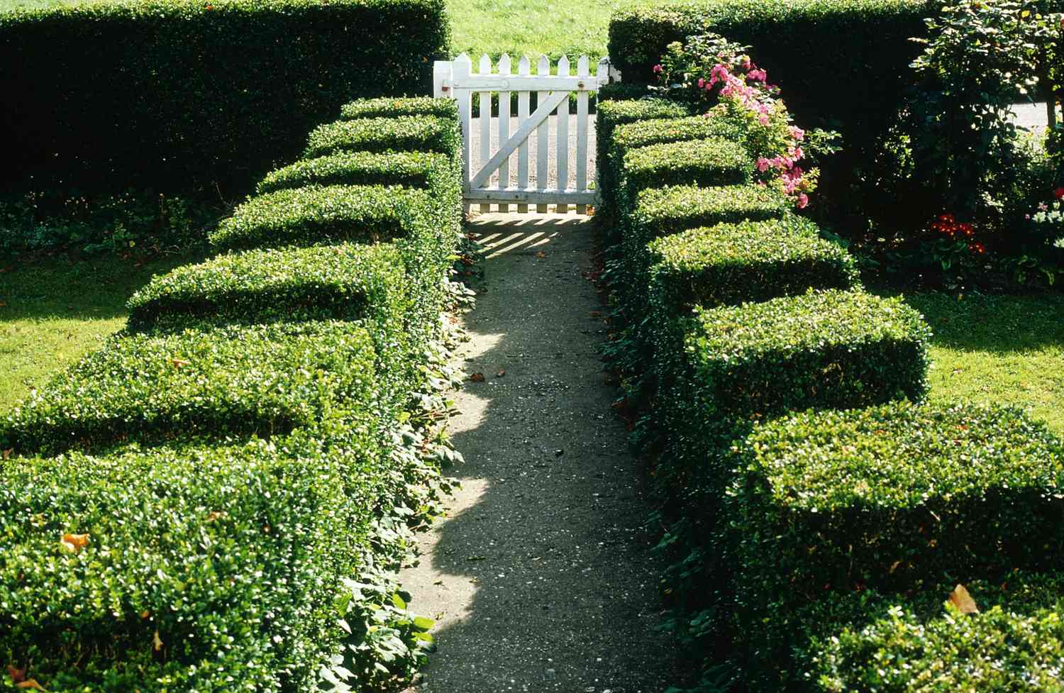 25 Easy Evergreen Shrubs For Foundation Planting That Look Good Year-Round