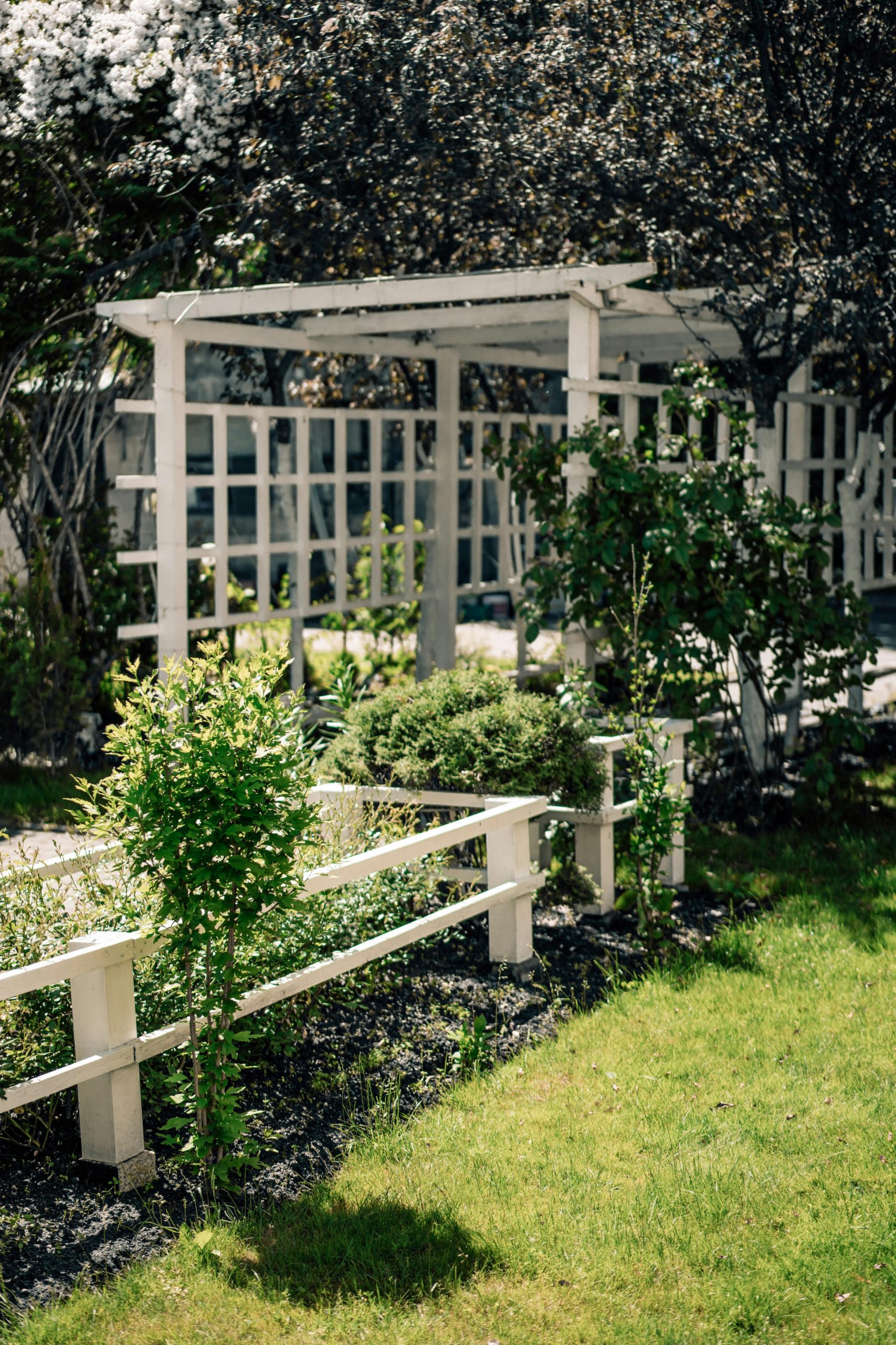 A serene garden featuring a wooden pergola surrounded by lush plants and a sunlit lawn.