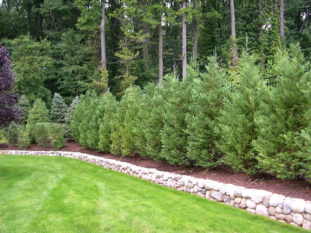 Best Trees and Shrubs for Privacy Screening in Cumming, Ga