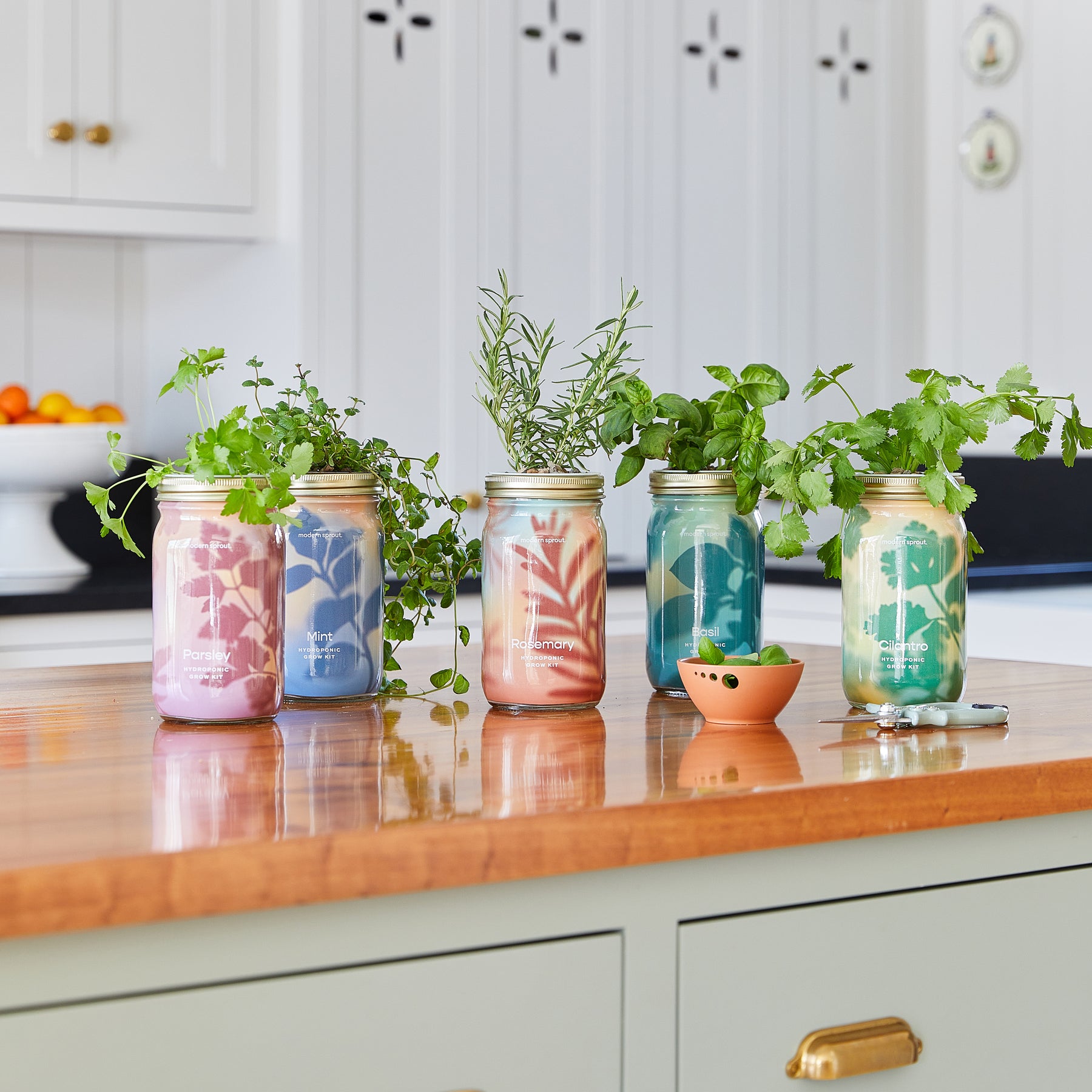 Garden Jars - Organic Herbs | Hydroponic Setup | Biophilic Design | Modern Sprout