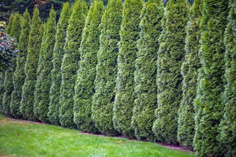 Green Screens: Planting for Privacy – Black Gold