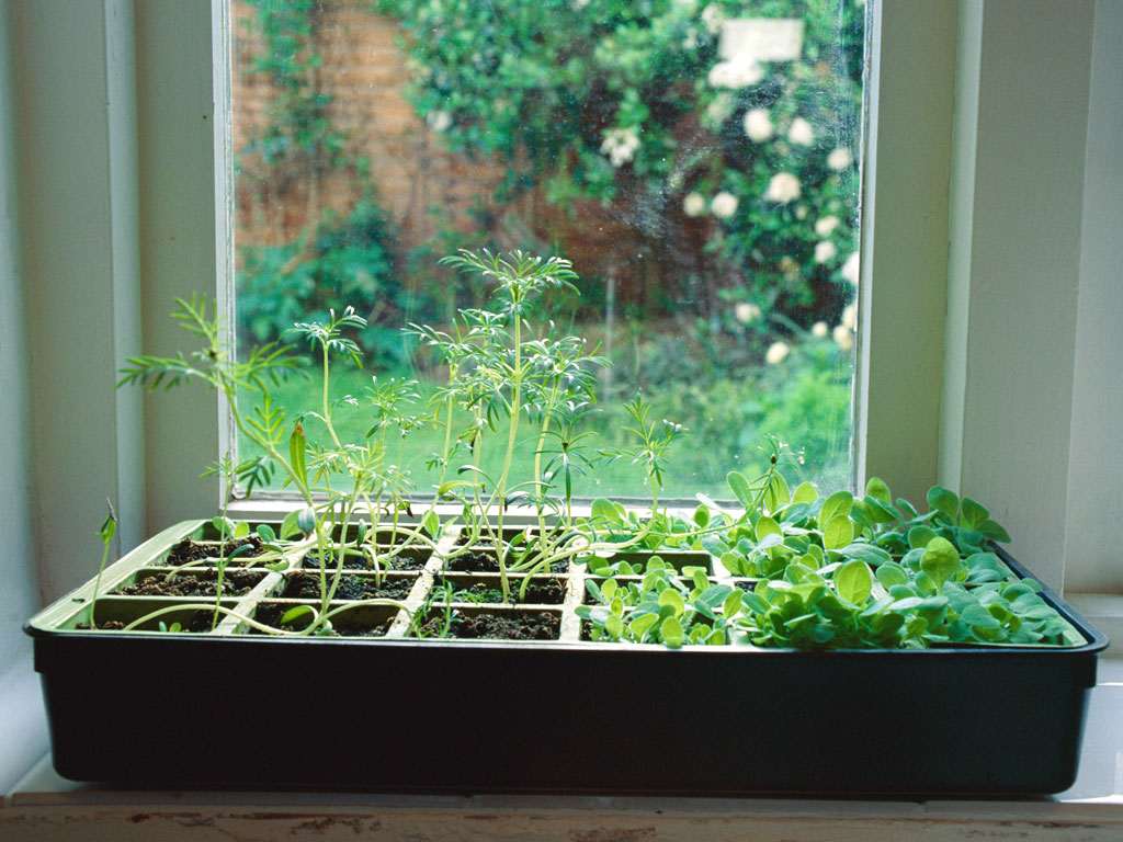 How to Grow an Indoor Herb Garden