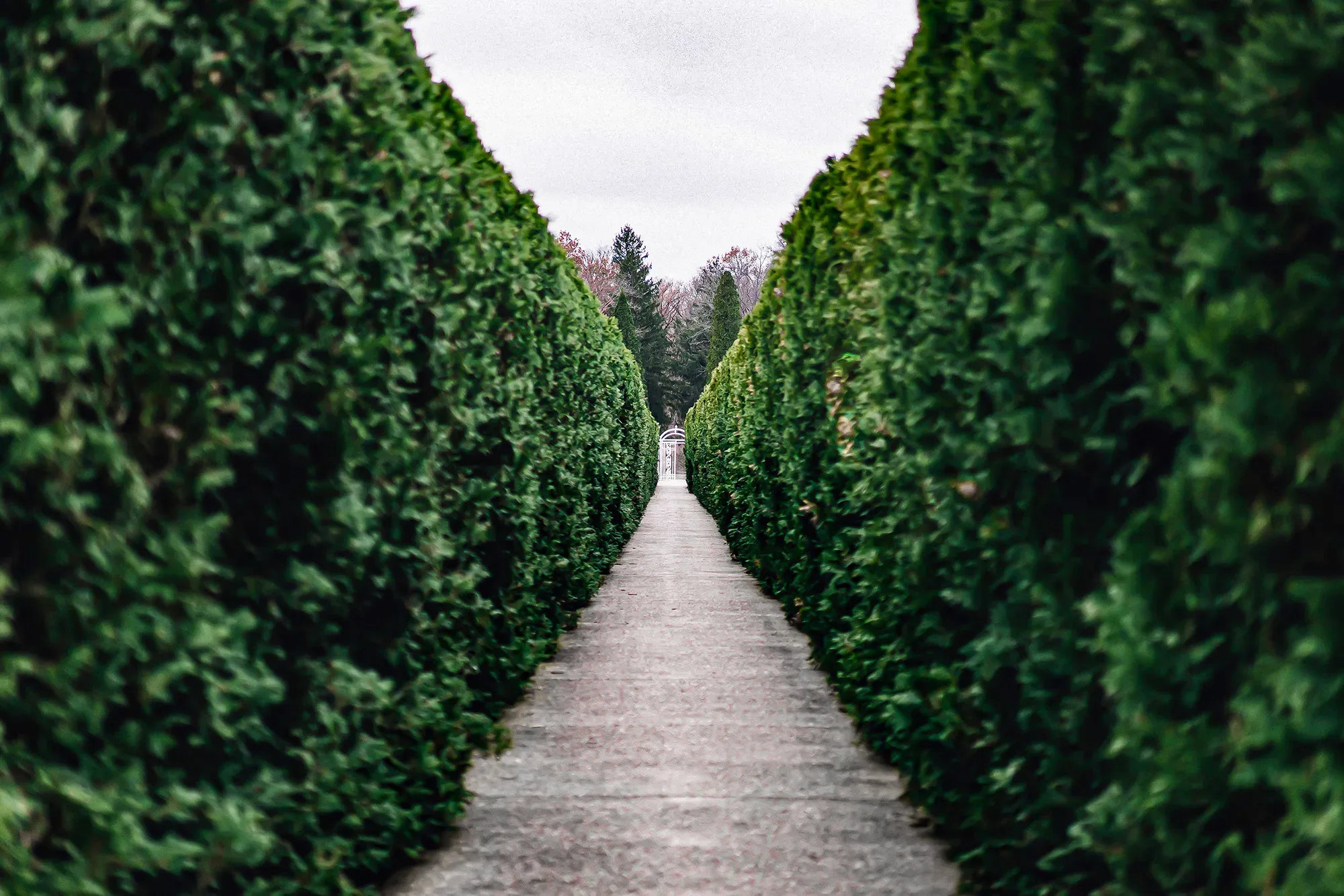 How to Plant Evergreen Hedges | The Tree Center™