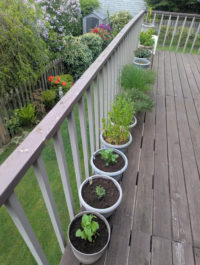 My kitchen balcony herb garden with its newest additions! : r/gardening