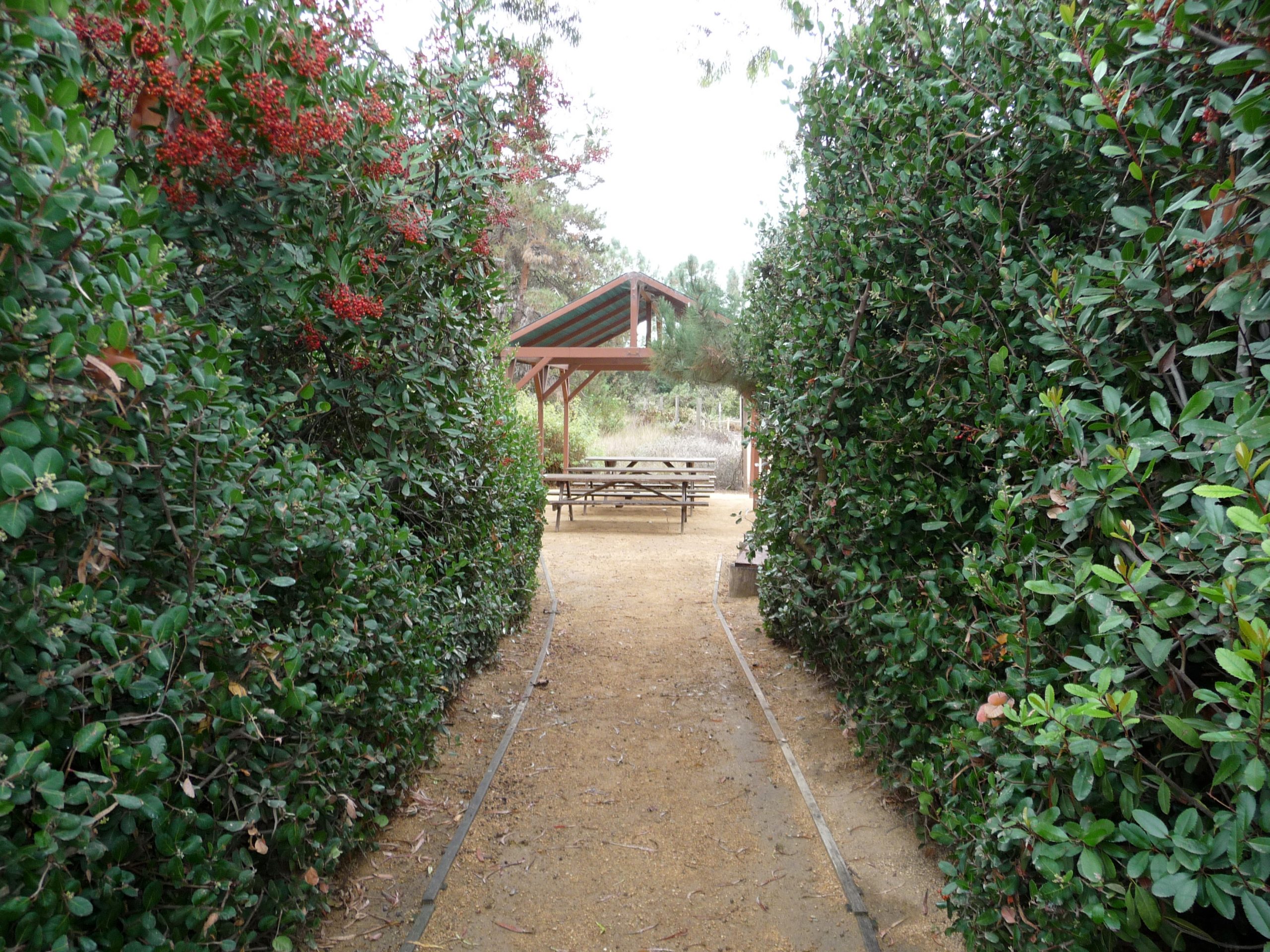 Native Plants for Privacy Hedges: Expert Tips and Choices – Buckwheat Brings Butterflies