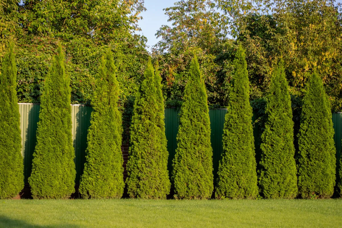 Need Backyard Privacy? These 15 Trees Are Nature's Best Fence