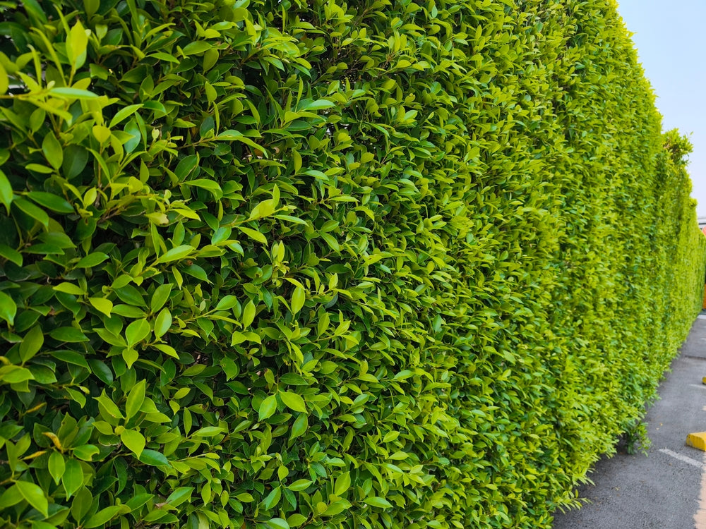 Privacy Hedge Plants for Sale | Evergreen Garden Hedges