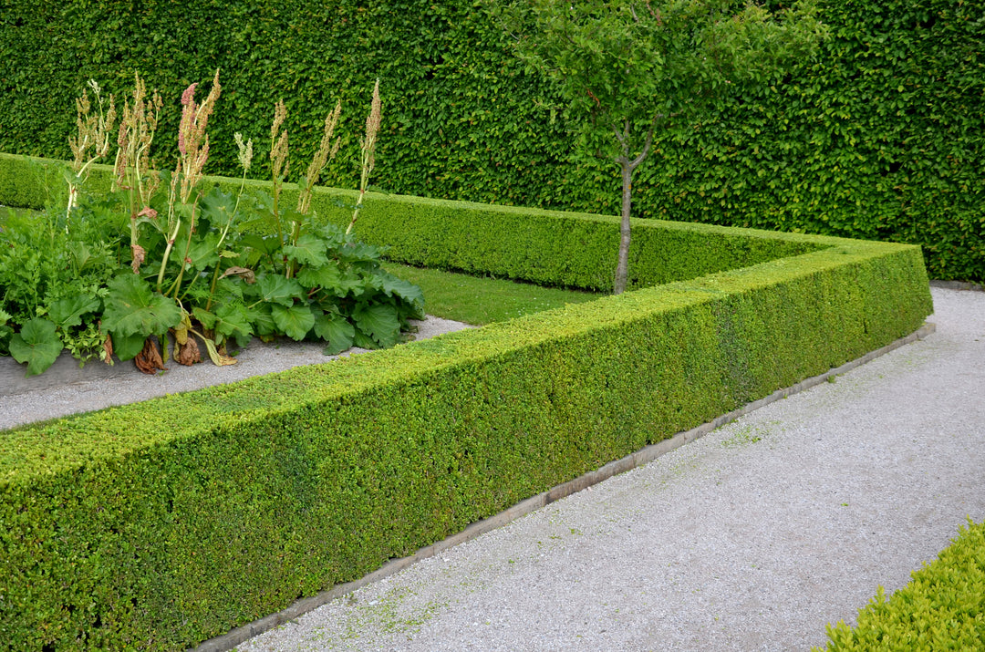 Privacy Hedge Plants for Sale | Evergreen Garden Hedges