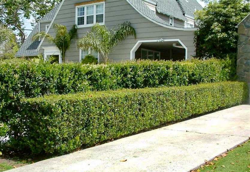 Privacy Trees and Hedges - PlantingTree