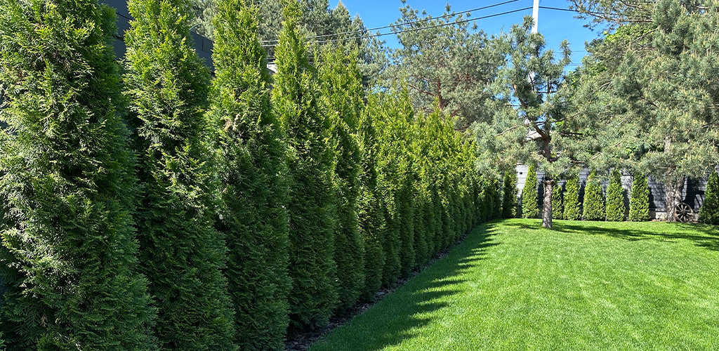 Skip the Fence: Natural Privacy Screens in Alabama