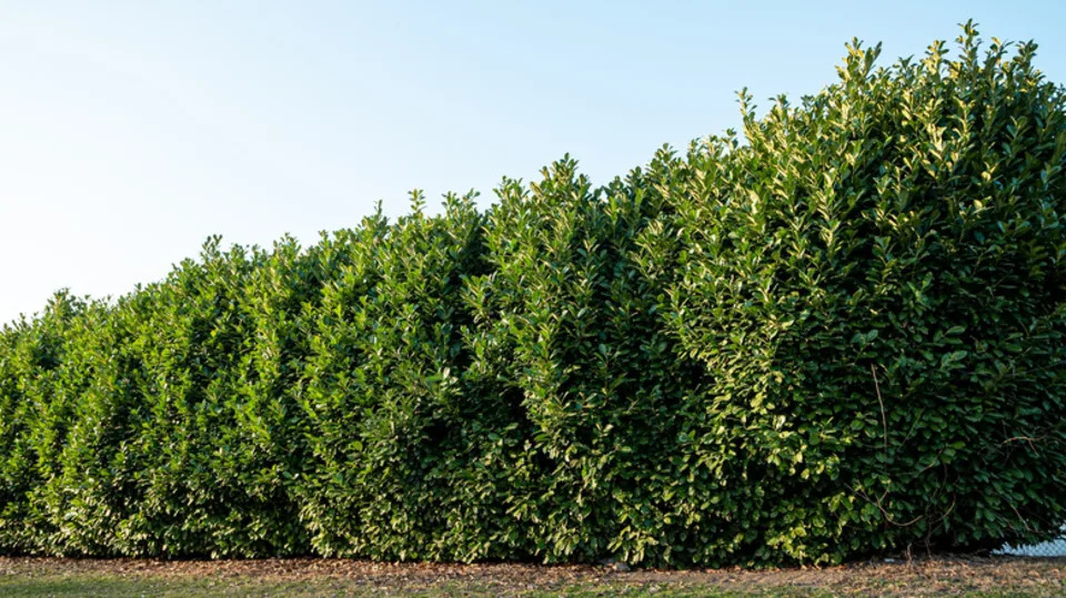 Skip The Fence: There's A Better Alternative For Privacy In Your Yard - AOL