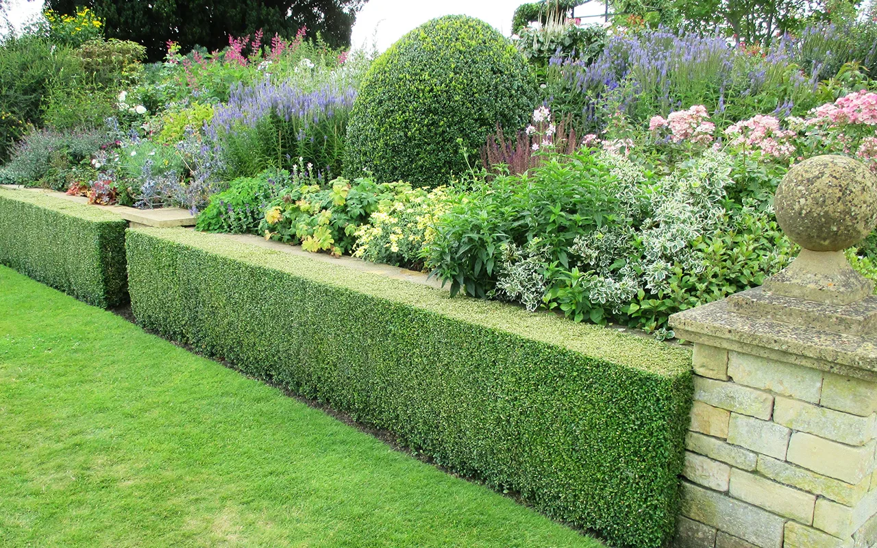 Spacing Hedges – Let's Get it Right | The Tree Center™