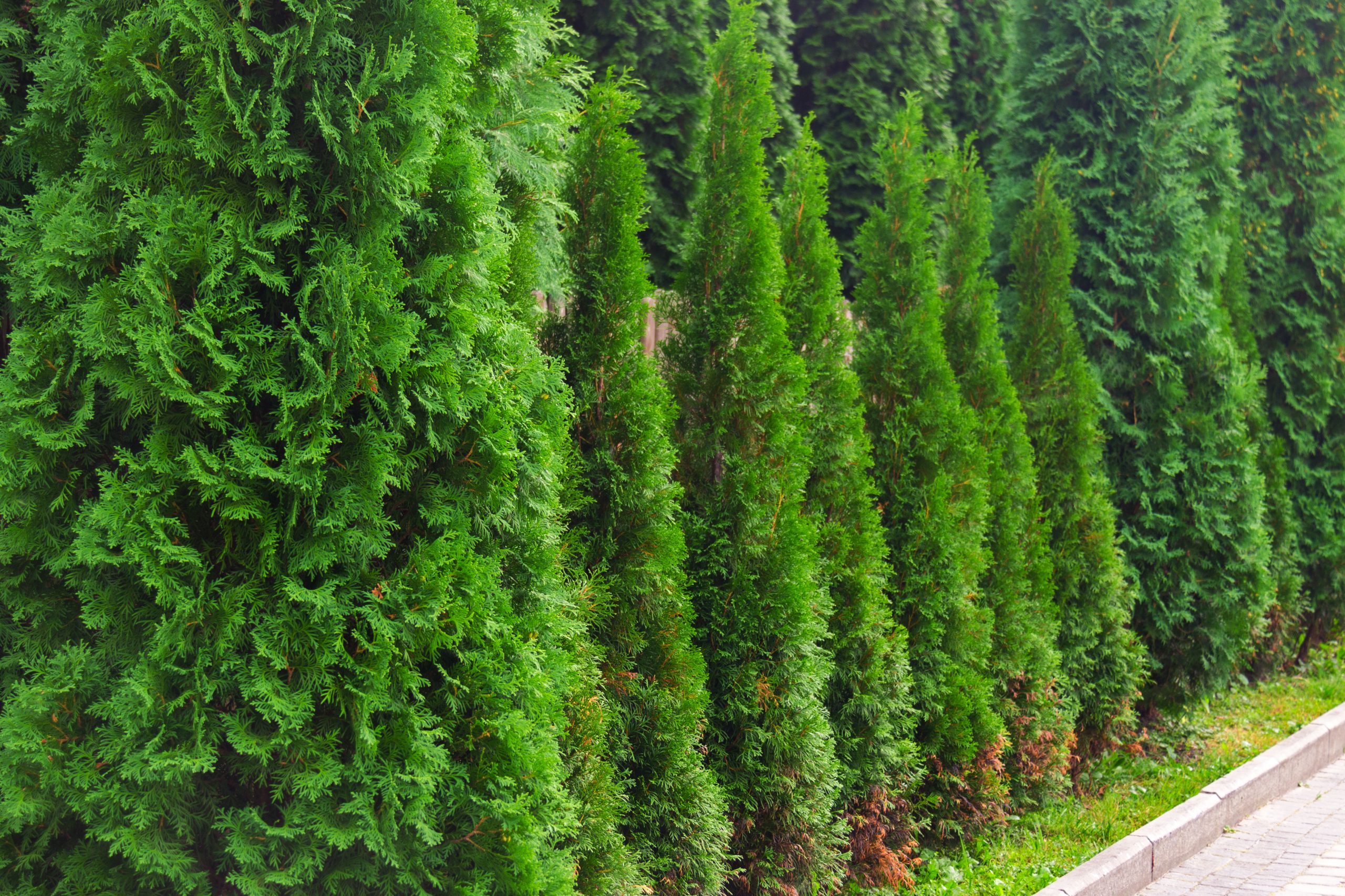 The Best Trees and Shrubs for Privacy Screening – Plants For All Seasons