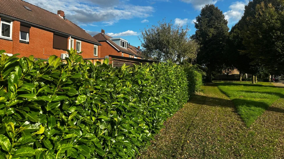 The Fast-Growing Shrub With Pretty Foliage That Adds Privacy To Your Yard - AOL