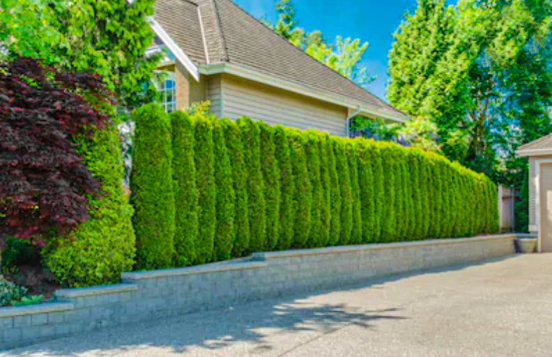 What Trees to Plant for Privacy - PlantingTree