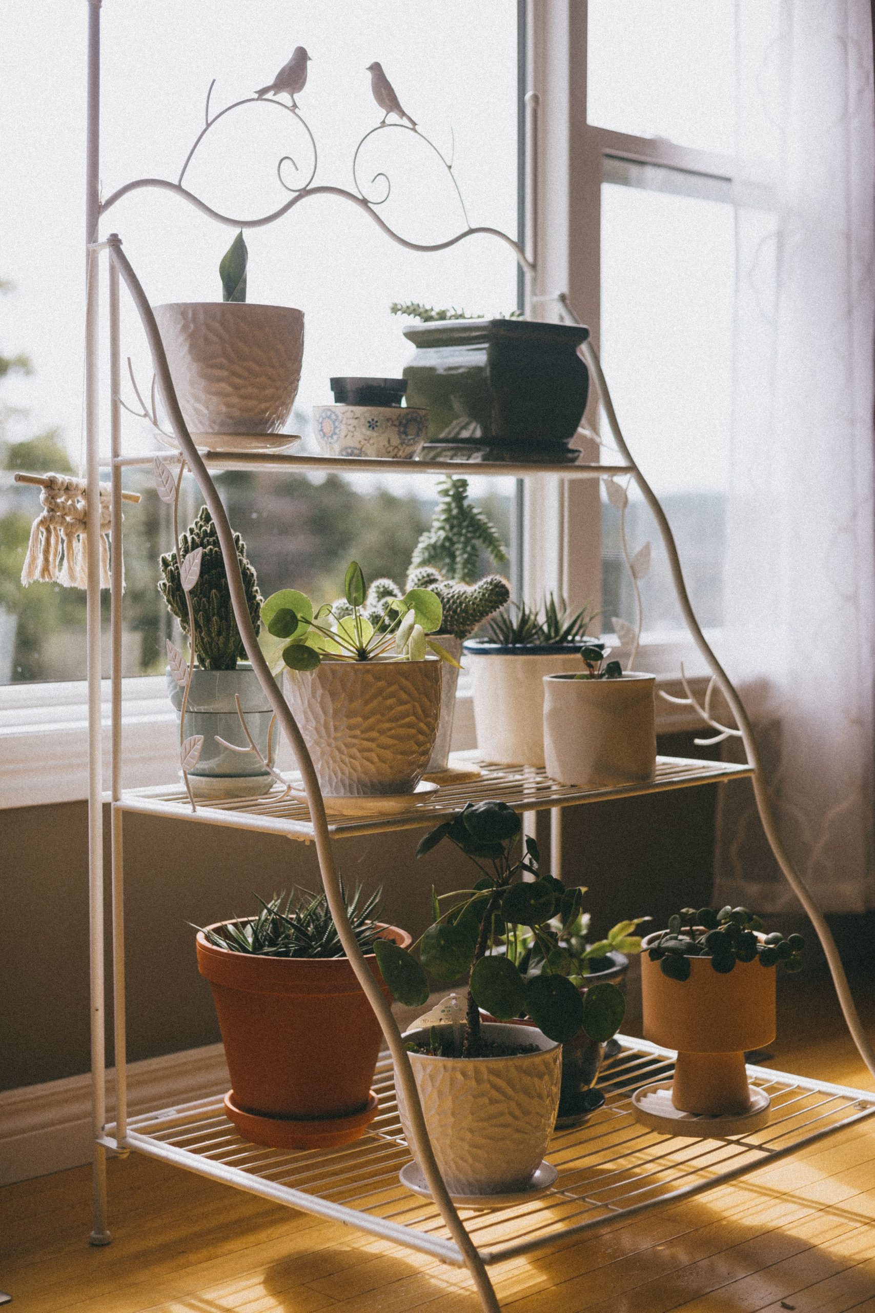 A stylish metal stand showcasing various houseplants by a window with soft lighting.