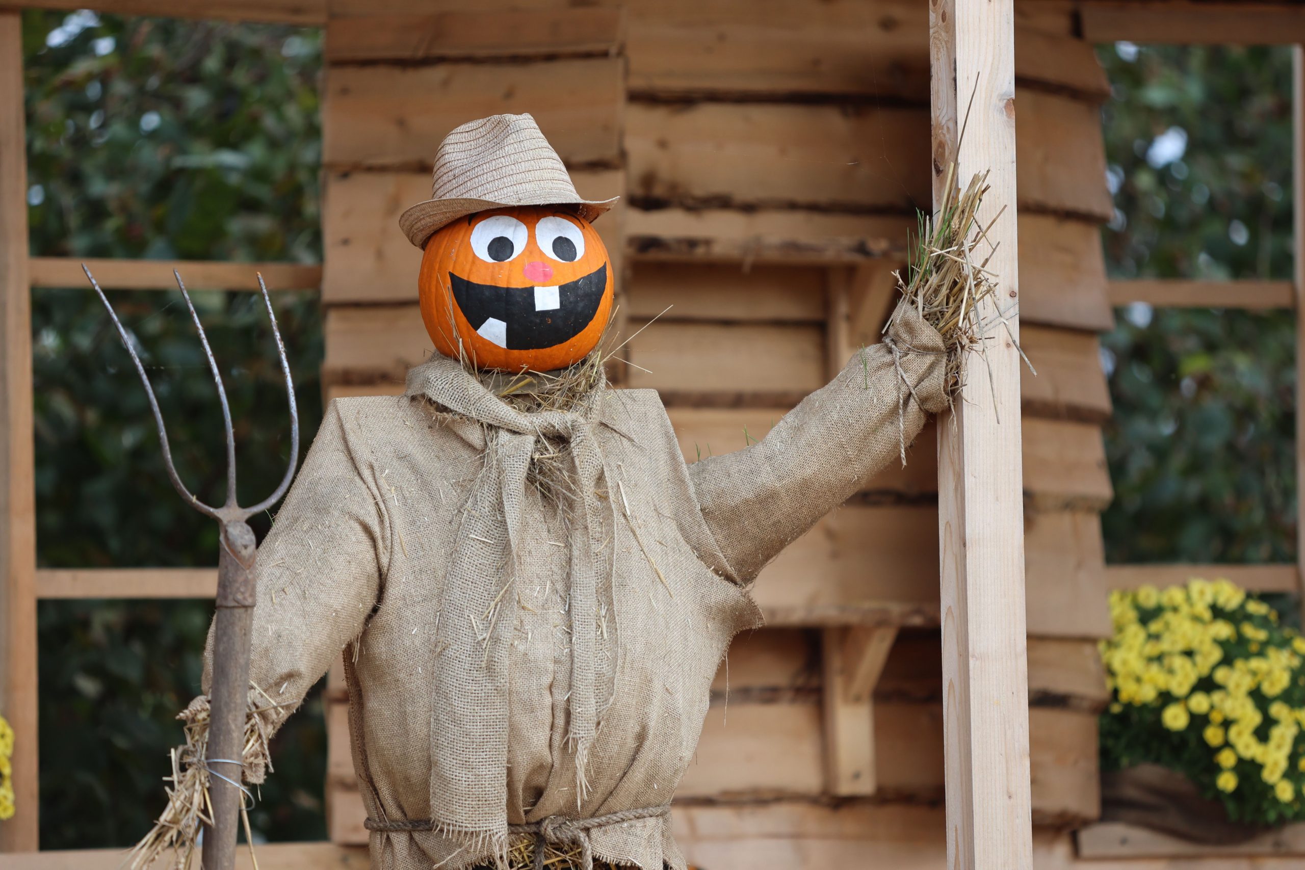 Charming scarecrow with a pumpkin head, adding a festive touch to outdoor Halloween decor.