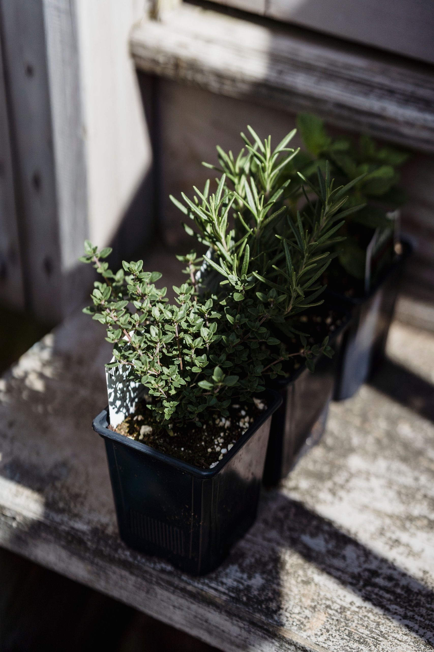 From above of thyme plants growing in black container on wooden bench in sunny day