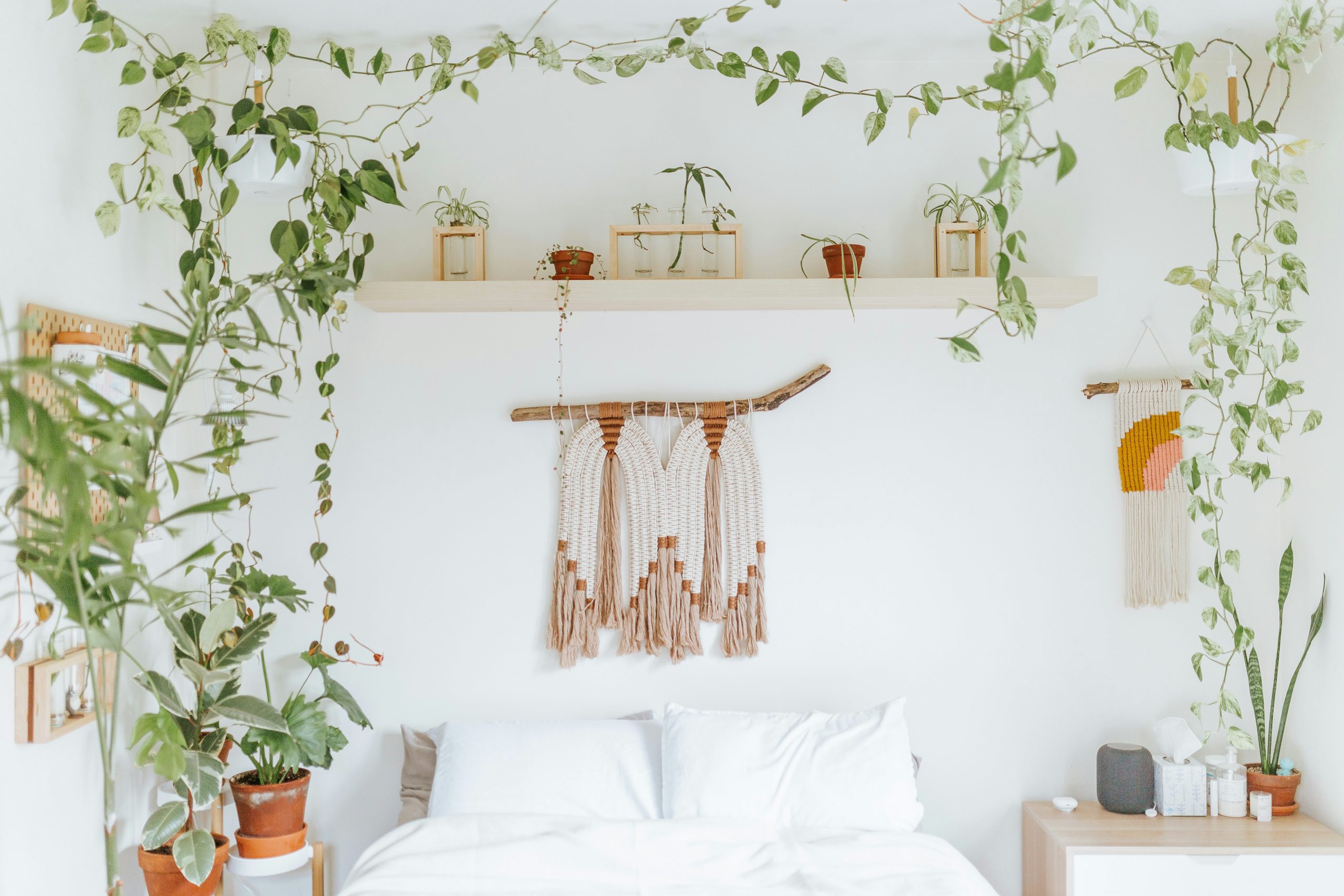 Houseplants draped above my bed