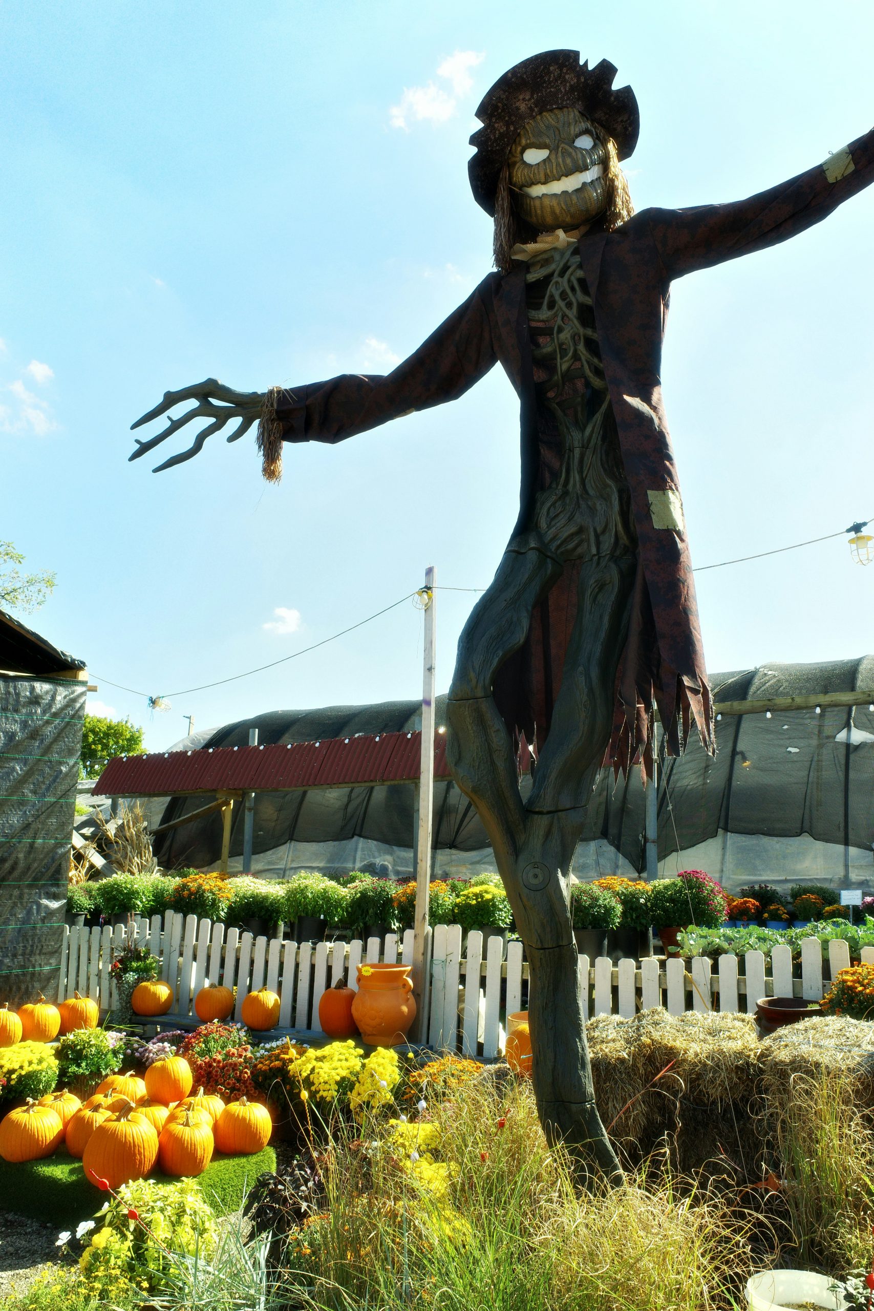 Scarecrow stands in a pumpkin patch with flowers.