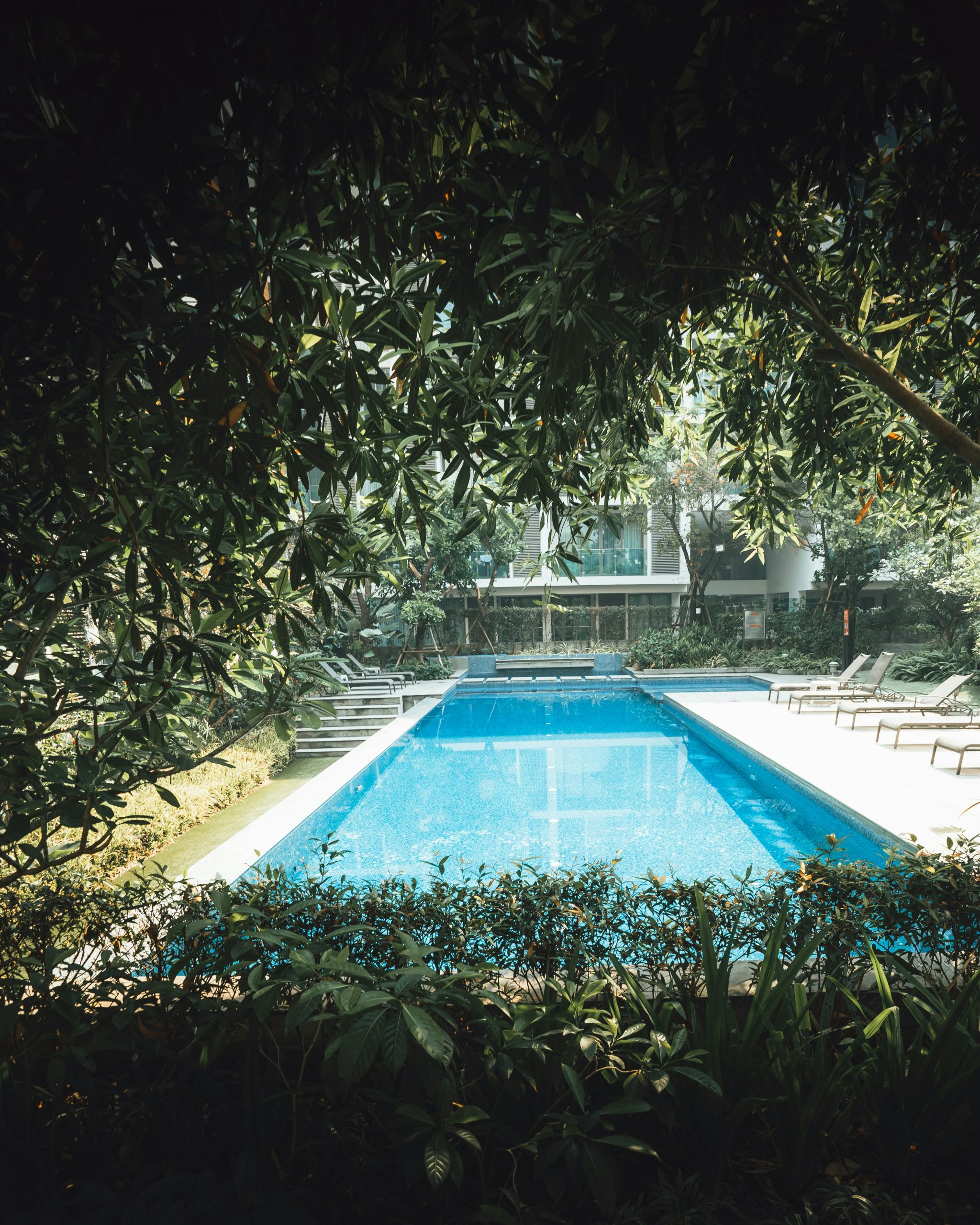 swimming pool surrounded by trees