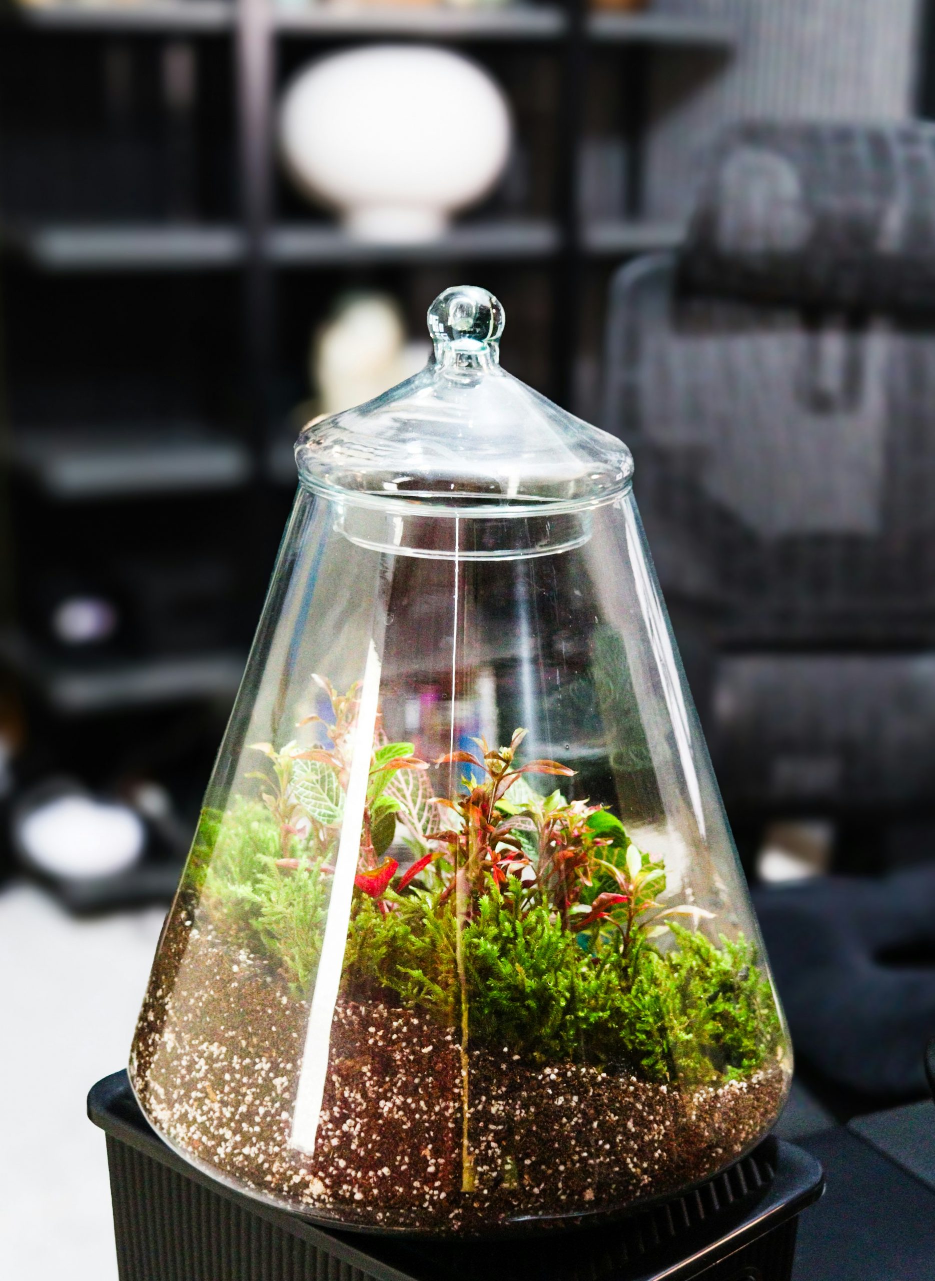 Terrarium with plants and moss in a glass container.
