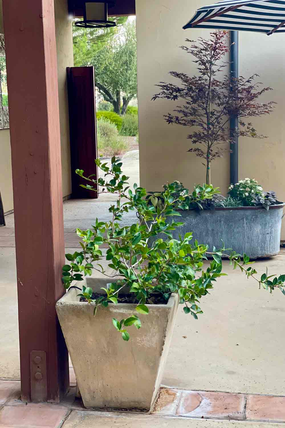 10 Simple Tips for Creating Beautiful Container Gardens - Cindy Hattersley Design