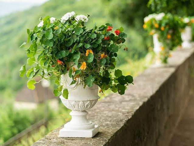 14 Best Cascading Flowers for Hanging Baskets, Window Boxes and Containers | HGTV