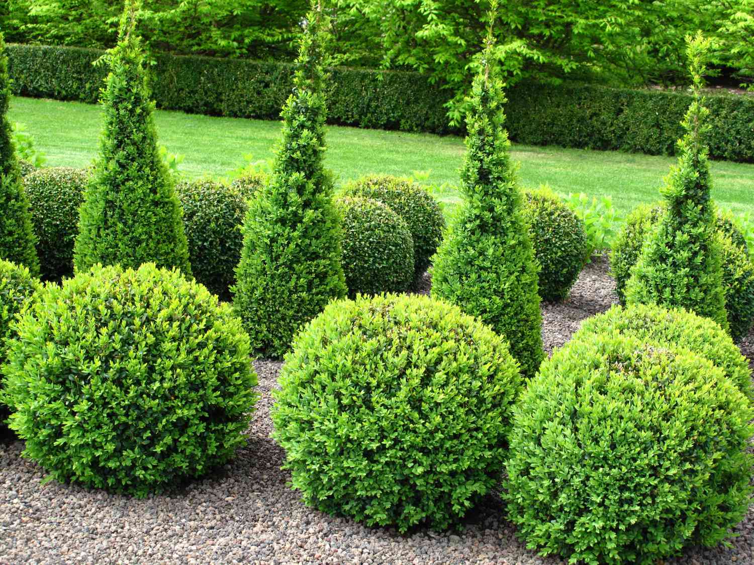 25 Best Evergreen Shrubs for Lovely Landscaping