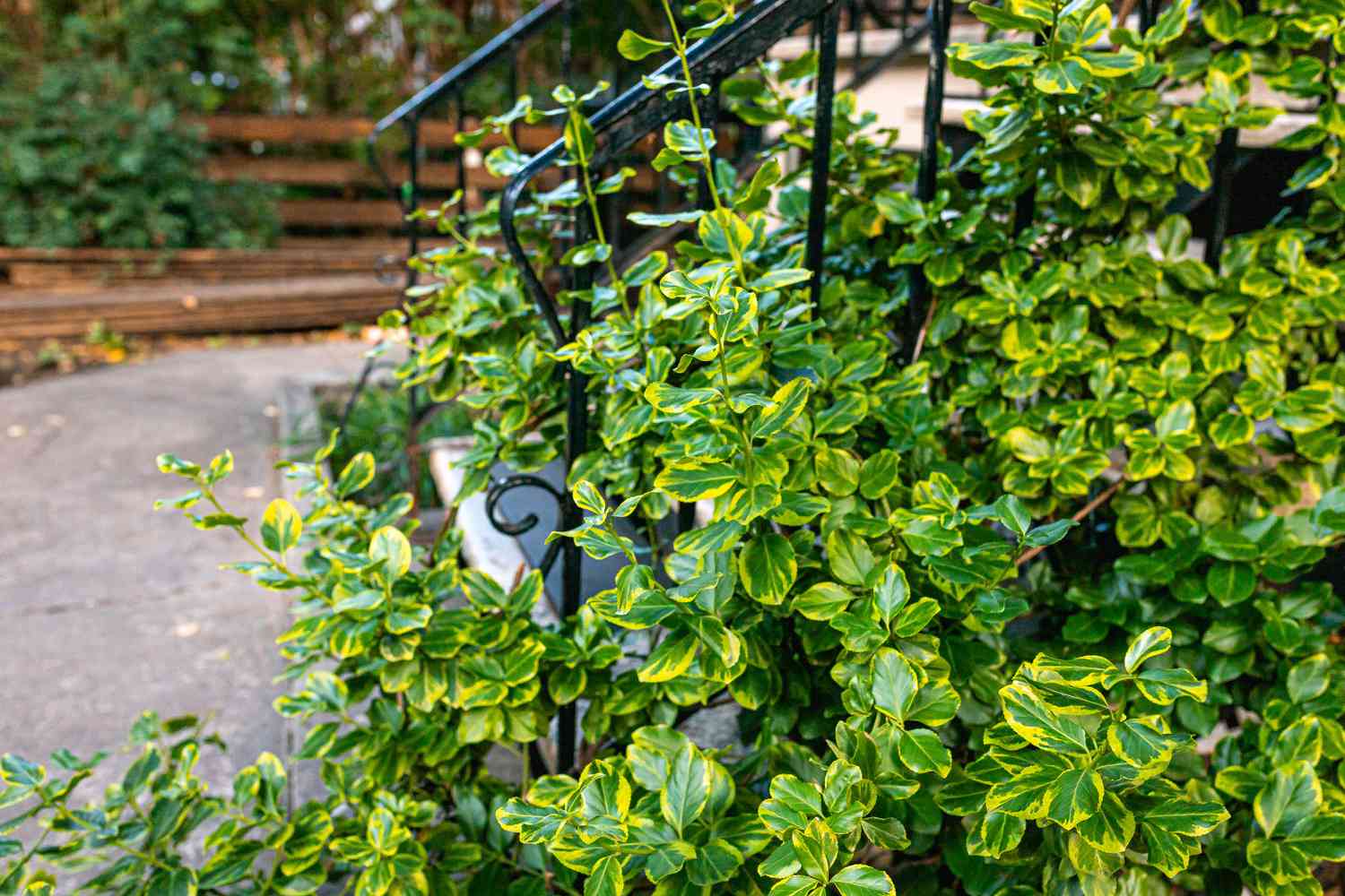 25 Best Evergreen Shrubs for Lovely Landscaping