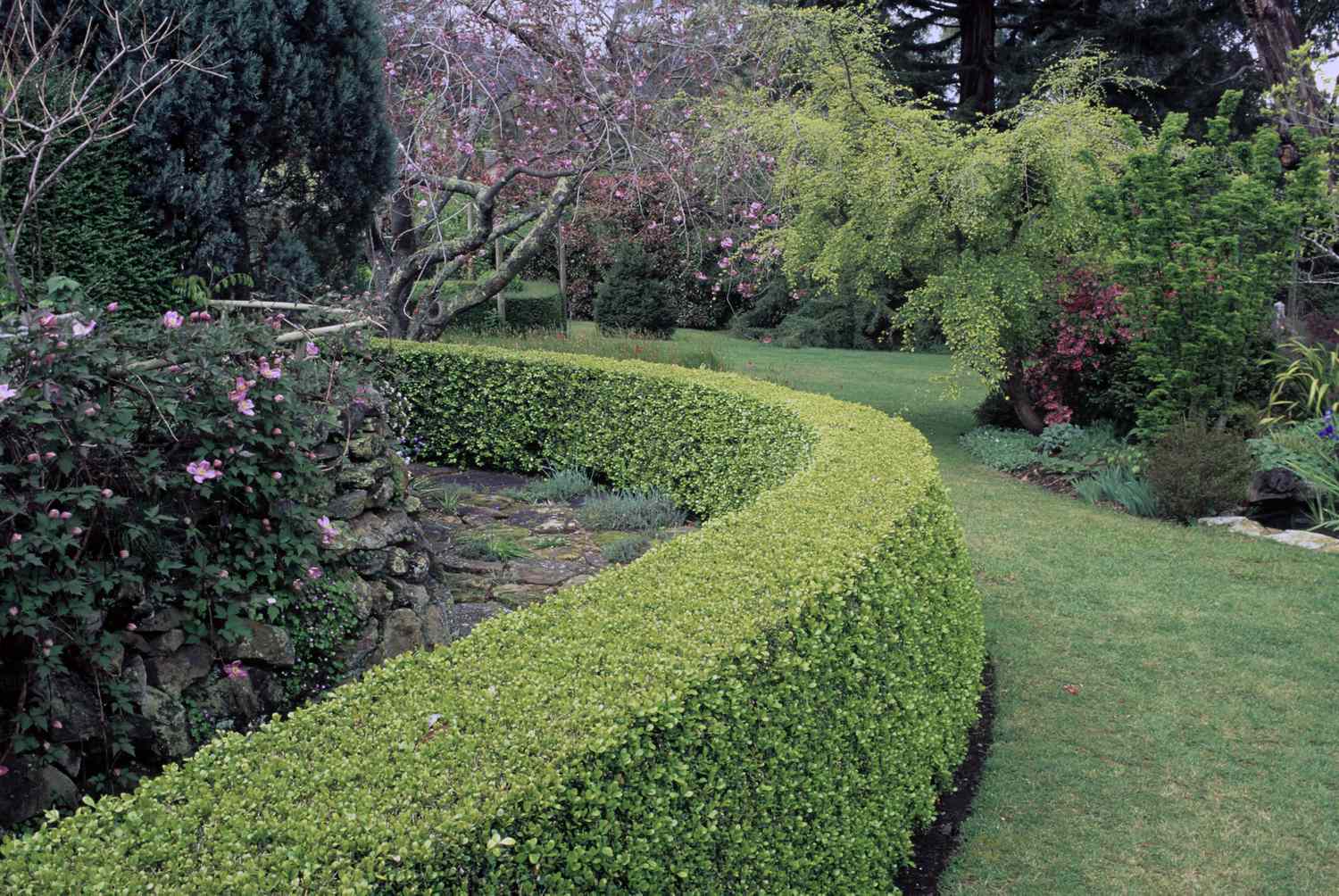 6 Plants That Instantly Make a Yard Look More Expensive