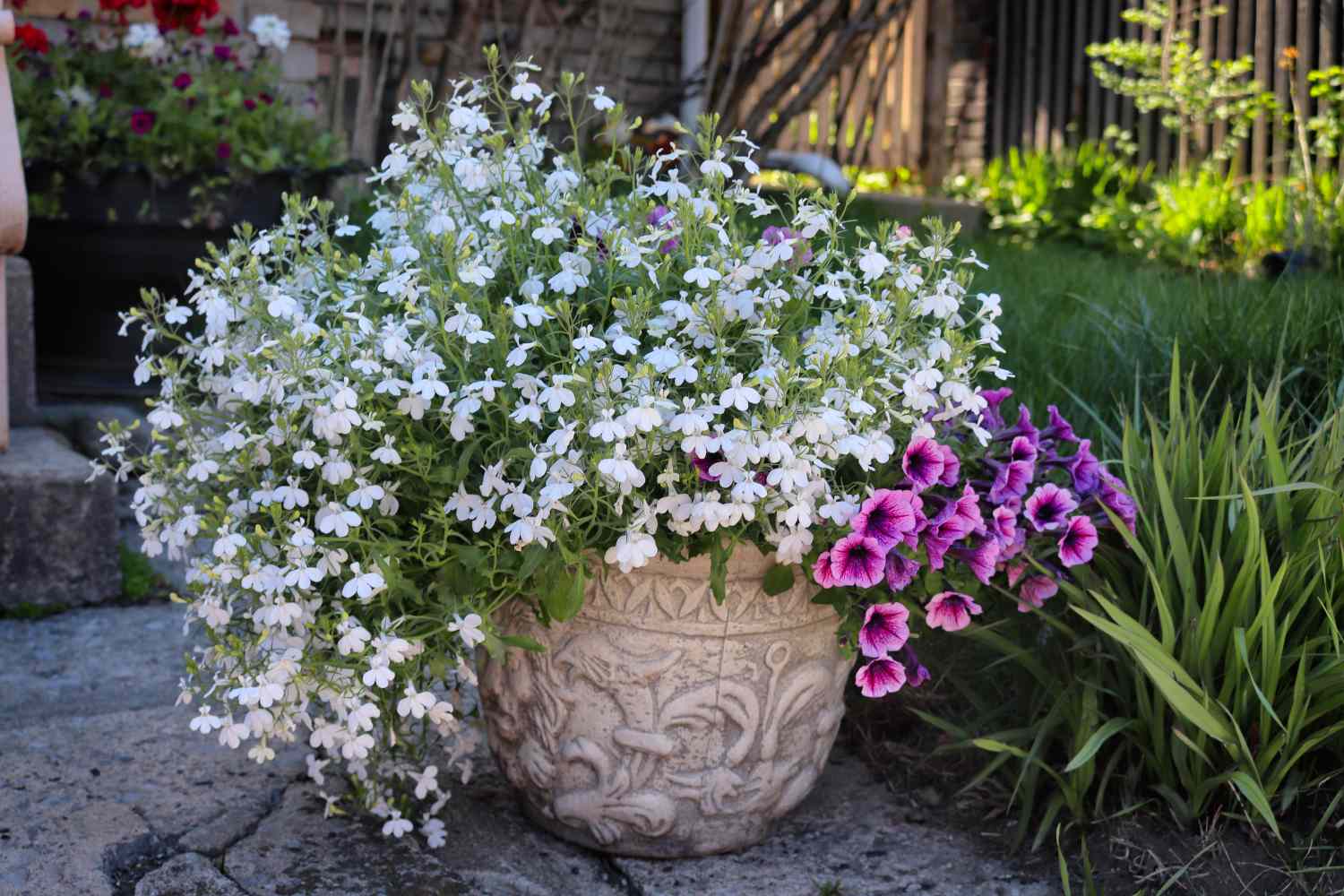 8 Cascading Flowers Perfect for Container Gardens or Hanging Baskets