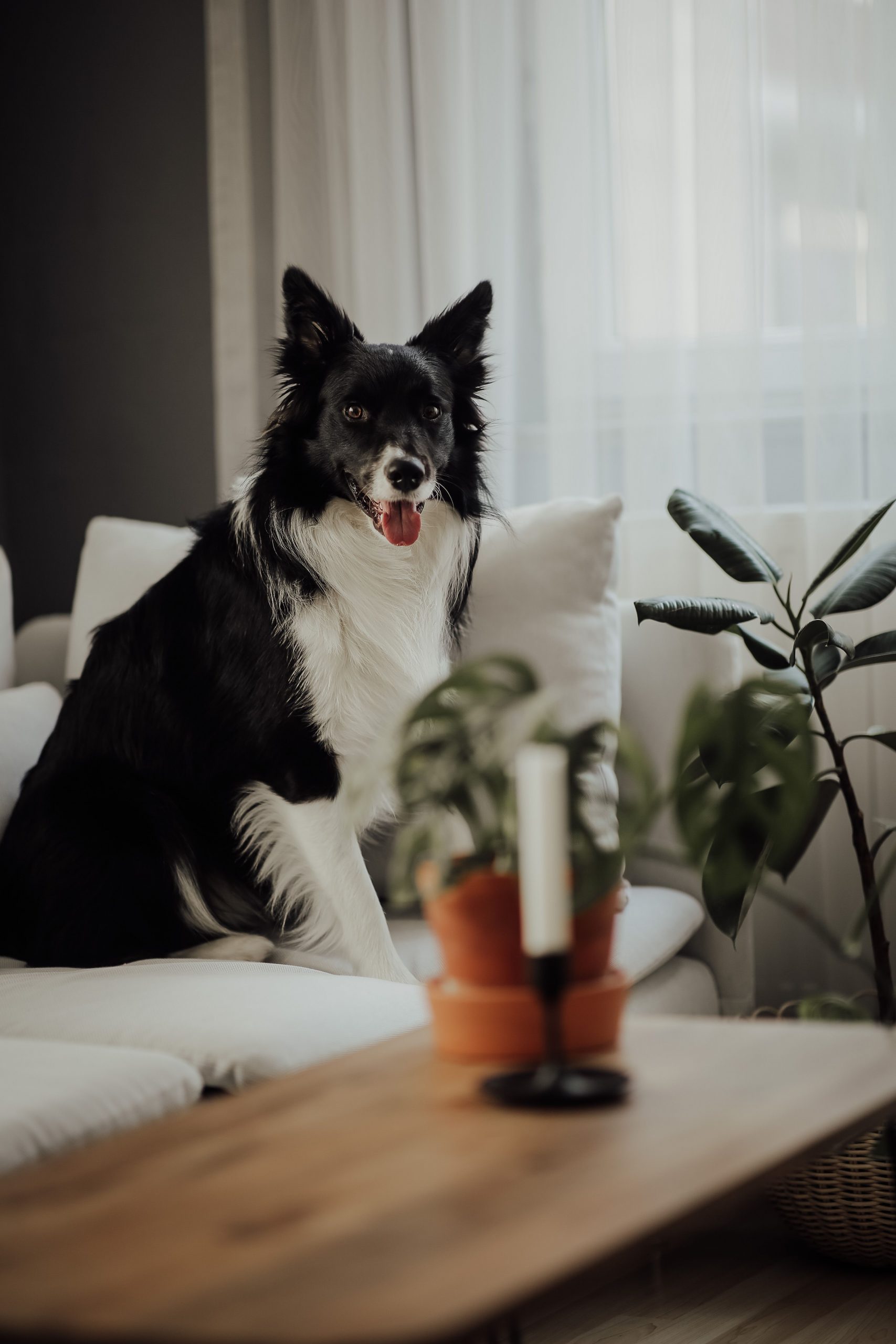 A black and white Border Collie sitting on a couch in a modern home interior under soft natural light.