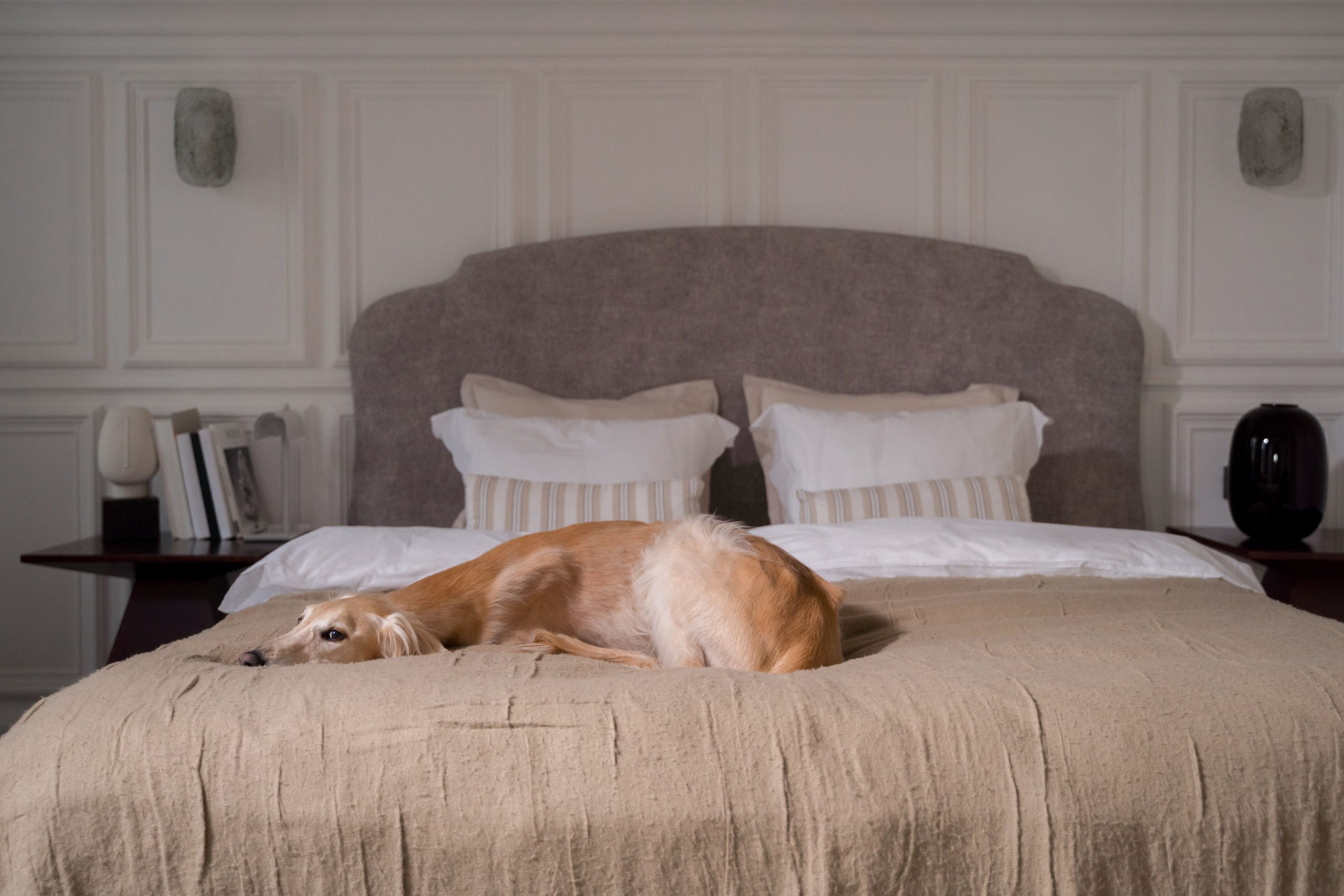 A greyhound dog lies comfortably on a bed in a stylish bedroom with neutral tones and elegant decor.