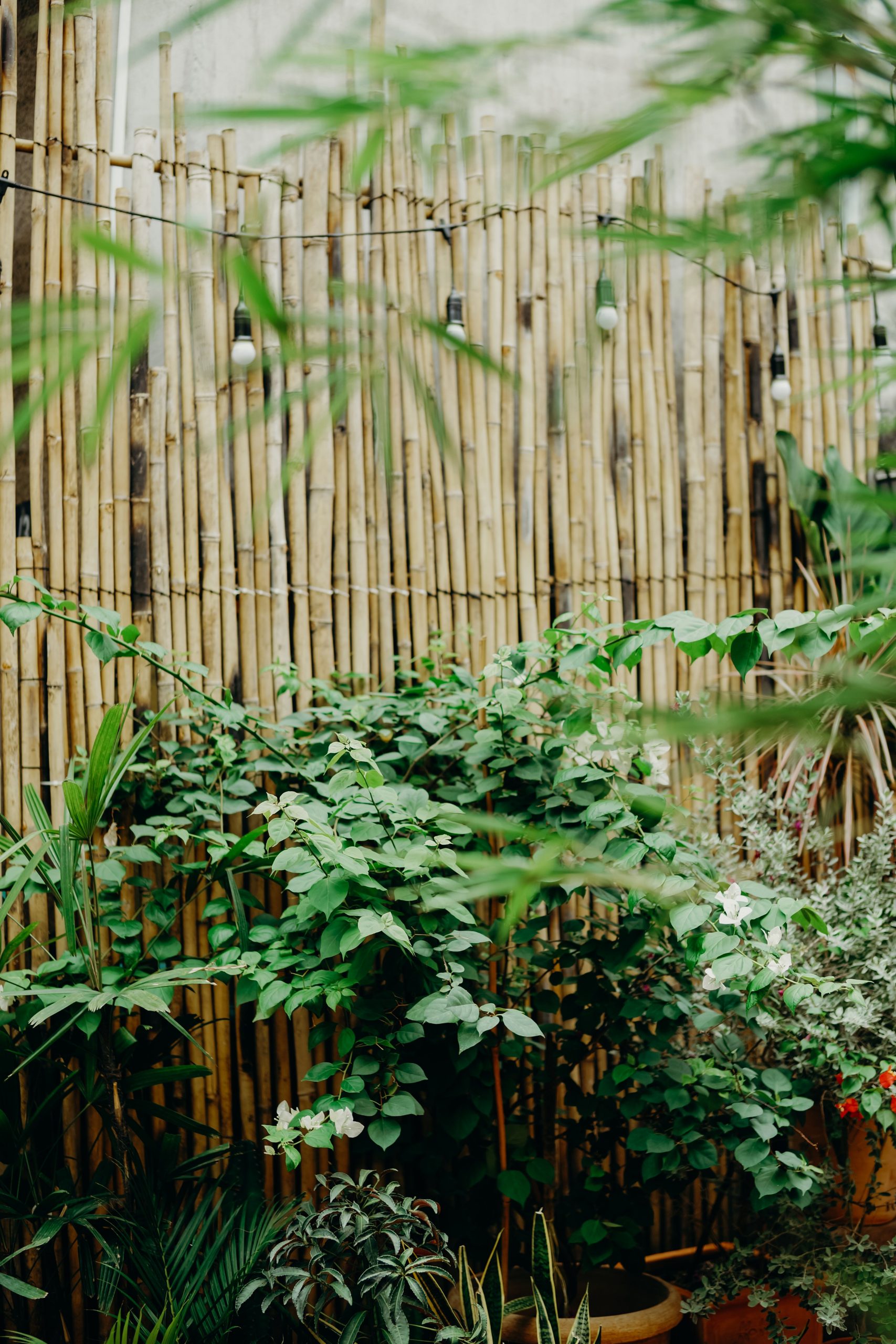 A lush garden with verdant plants against a bamboo fence, offering serene privacy and natural beauty.