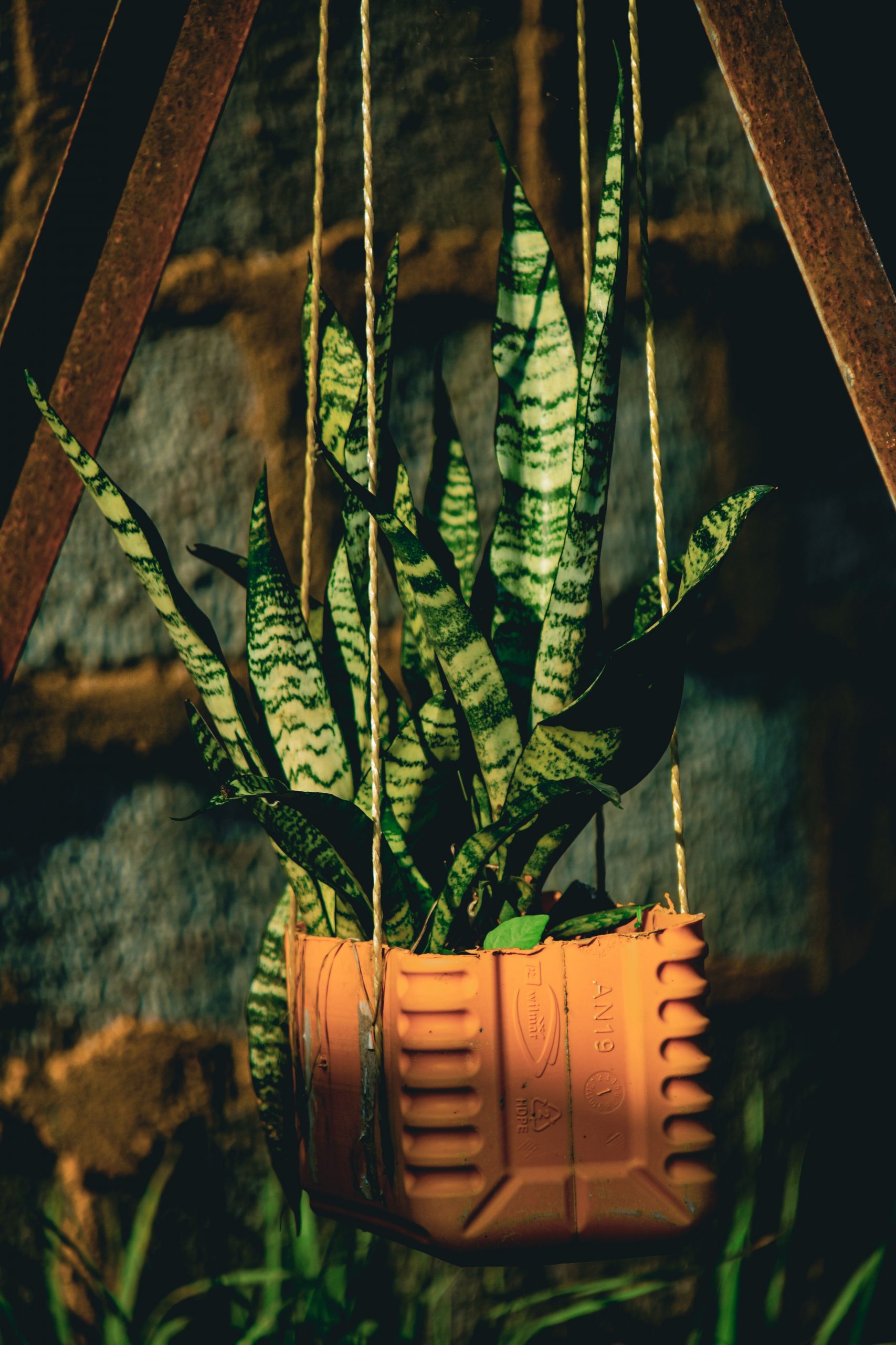 A vibrant snake plant in a creative recycled pot hanging against a rustic backdrop.