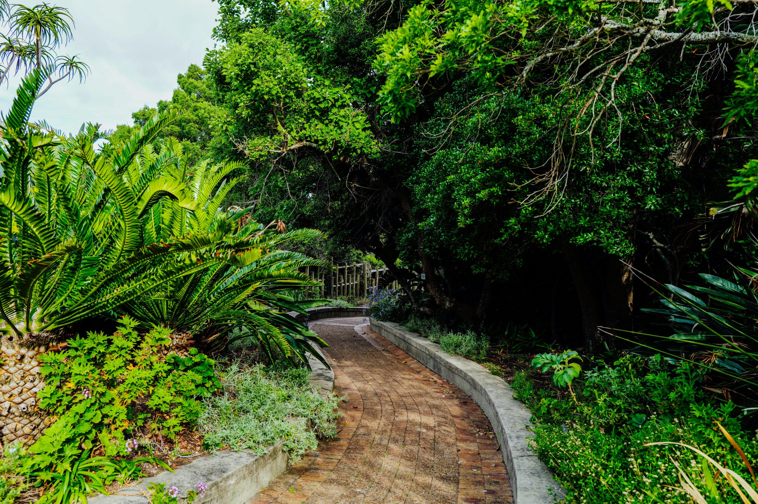 A winding brick path through lush green foliage