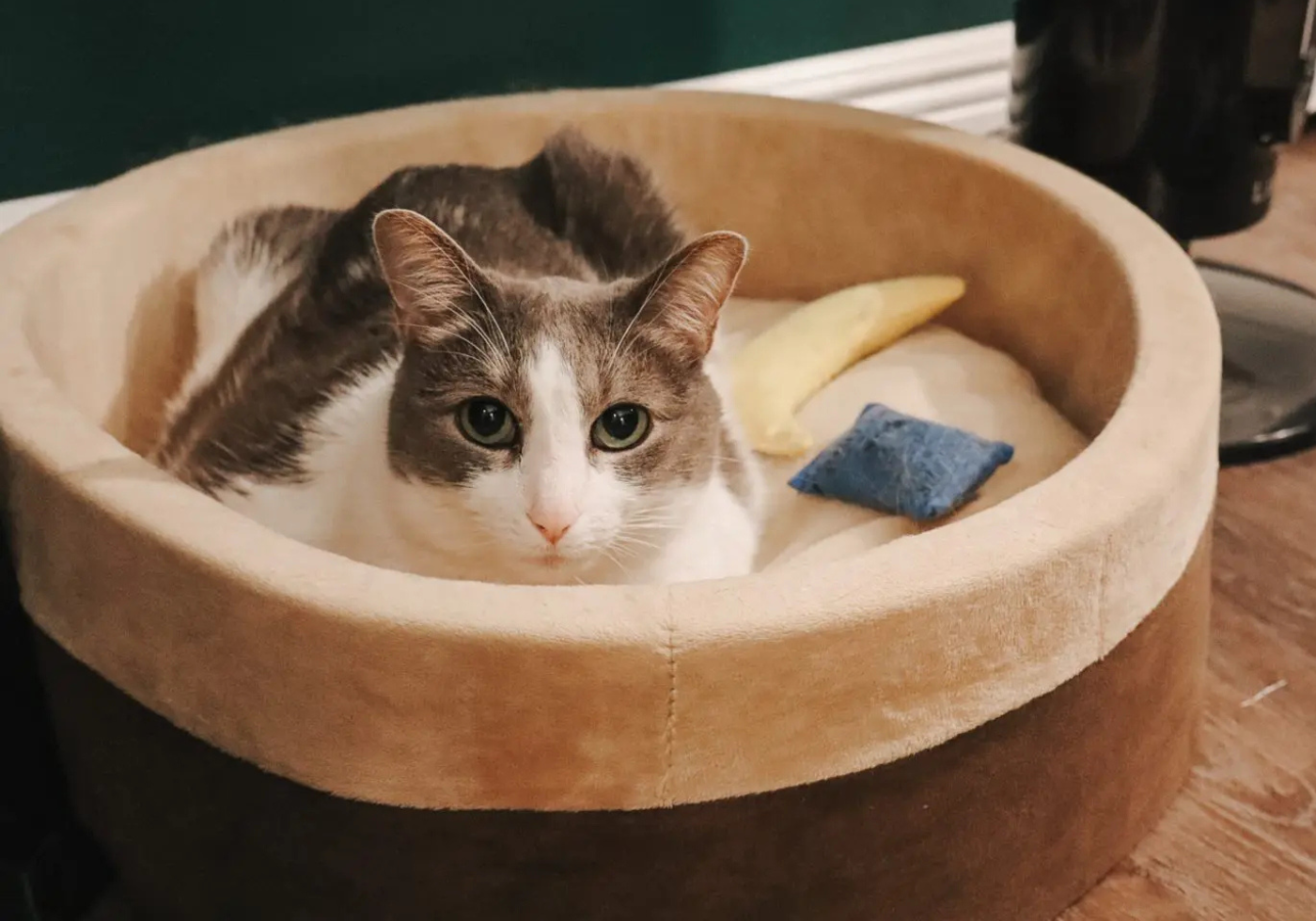 Best Cat Beds That Cats Actually Use (Heated and More)