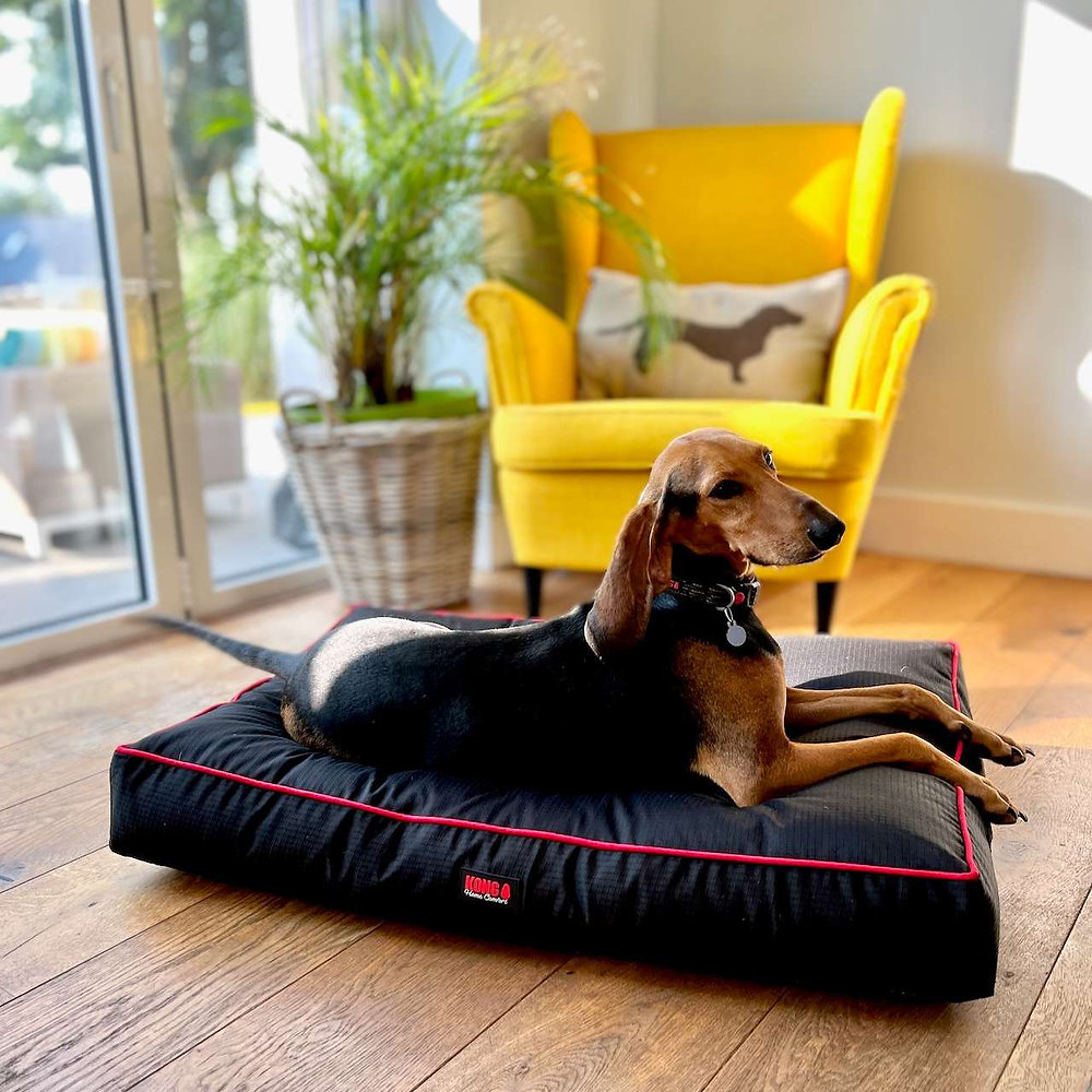 Best Dog Beds for 2026 : Tested & Reviewed | Smart Bark