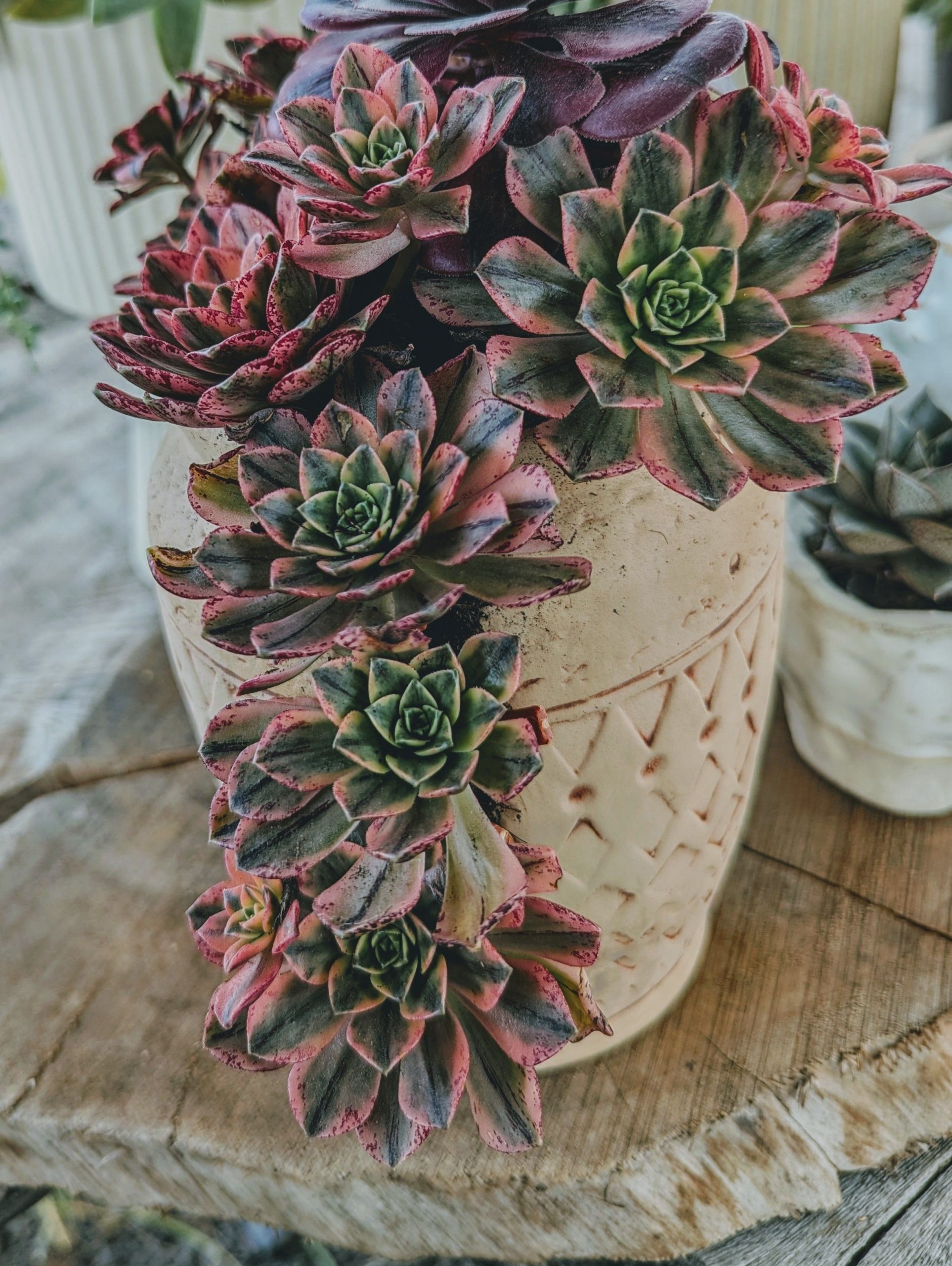 Close-up of colorful succulent arrangement in a rustic ceramic pot on wooden surface.