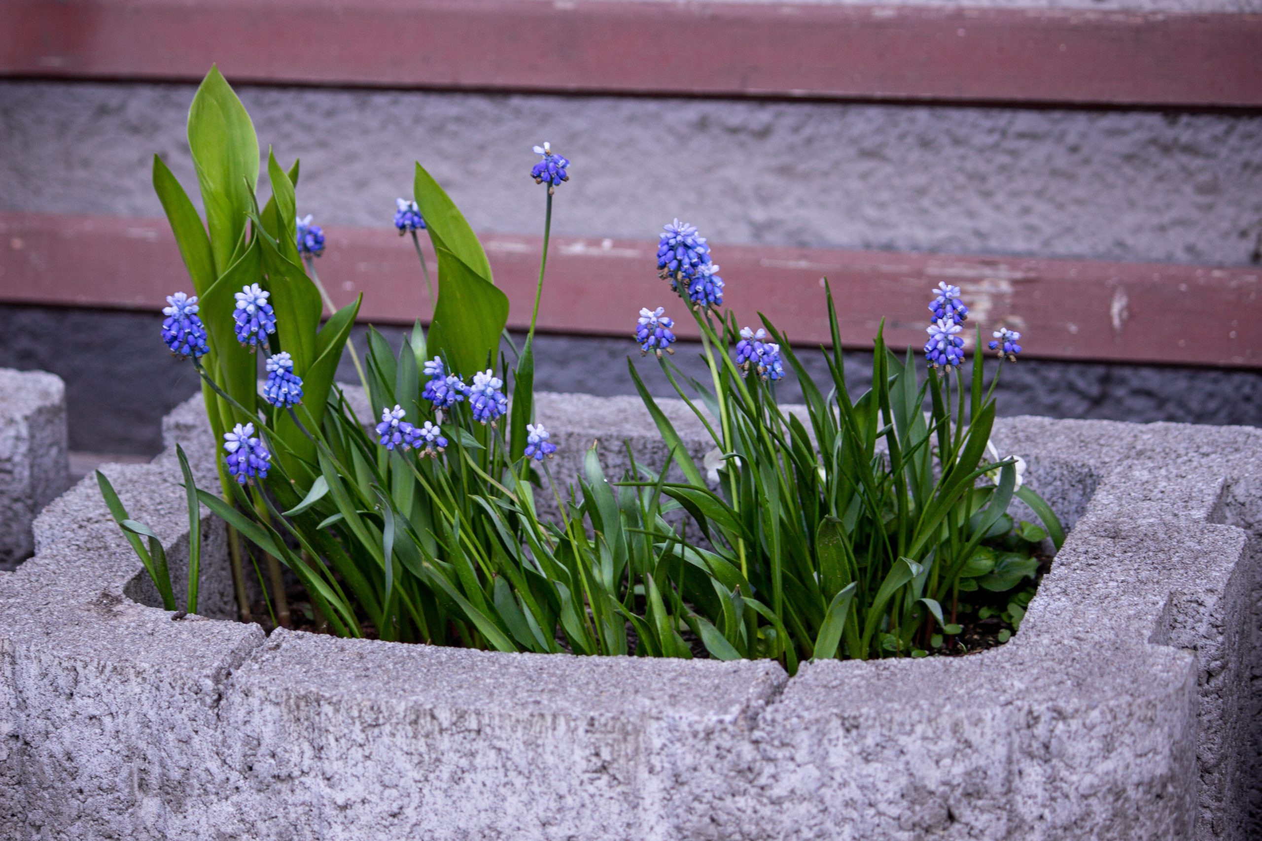 Close-up of purple grape hyacinths blooming in a stone planter during spring.