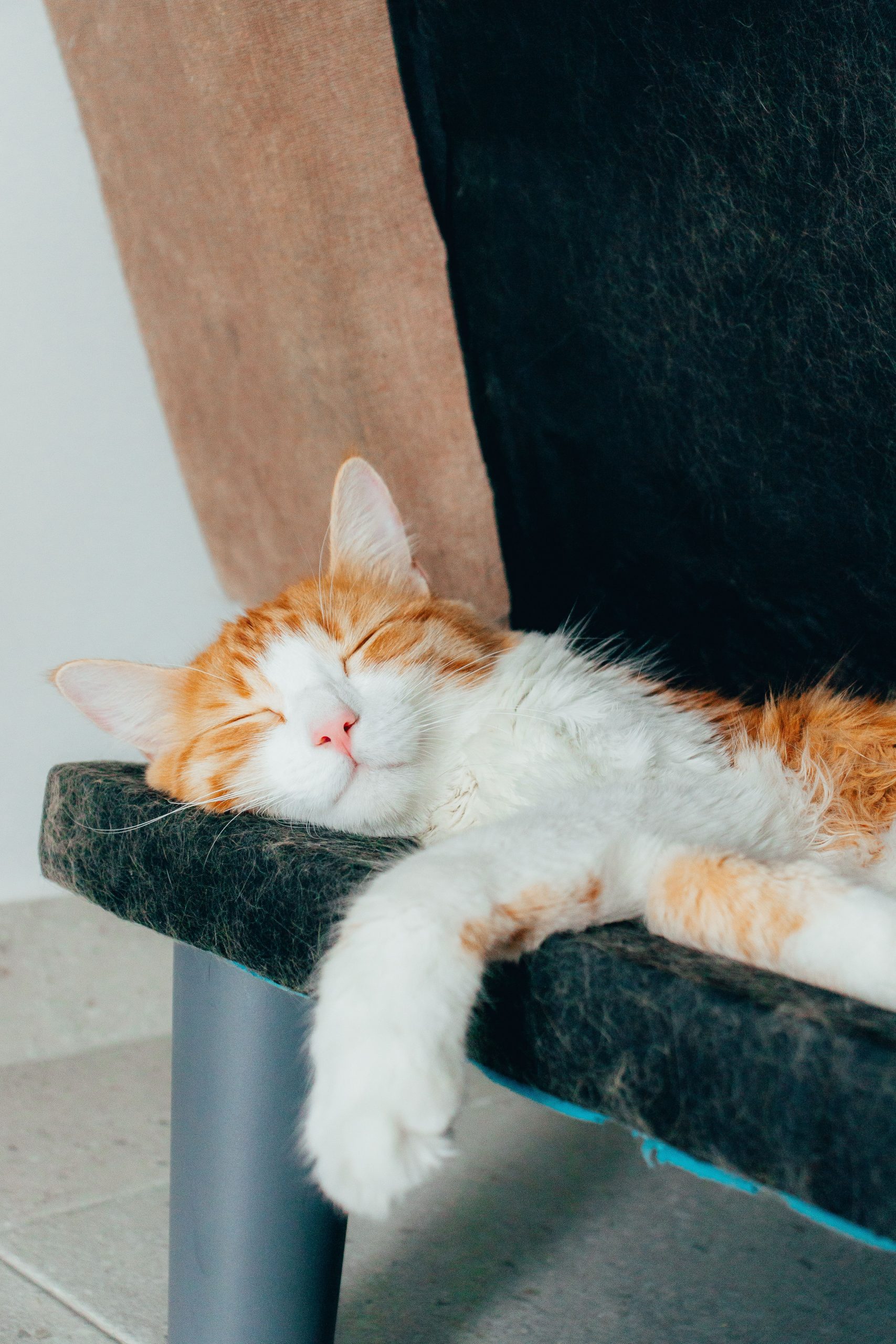 Cute orange and white cat sleeping comfortably on a pet bed indoors, showcasing relaxation and comfort.