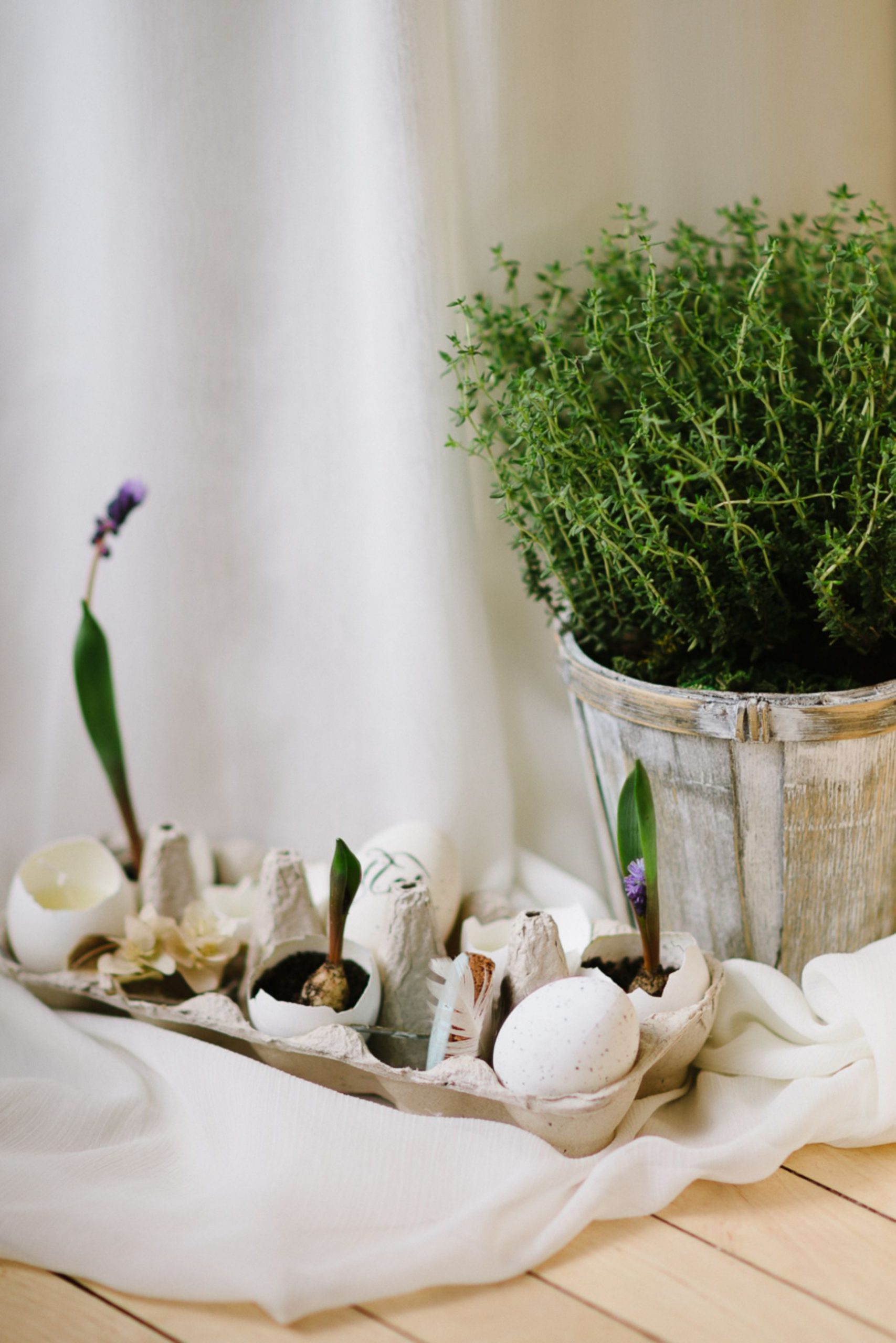 Egg shells used as planters with sprouts and potted plant for organic growth decor.