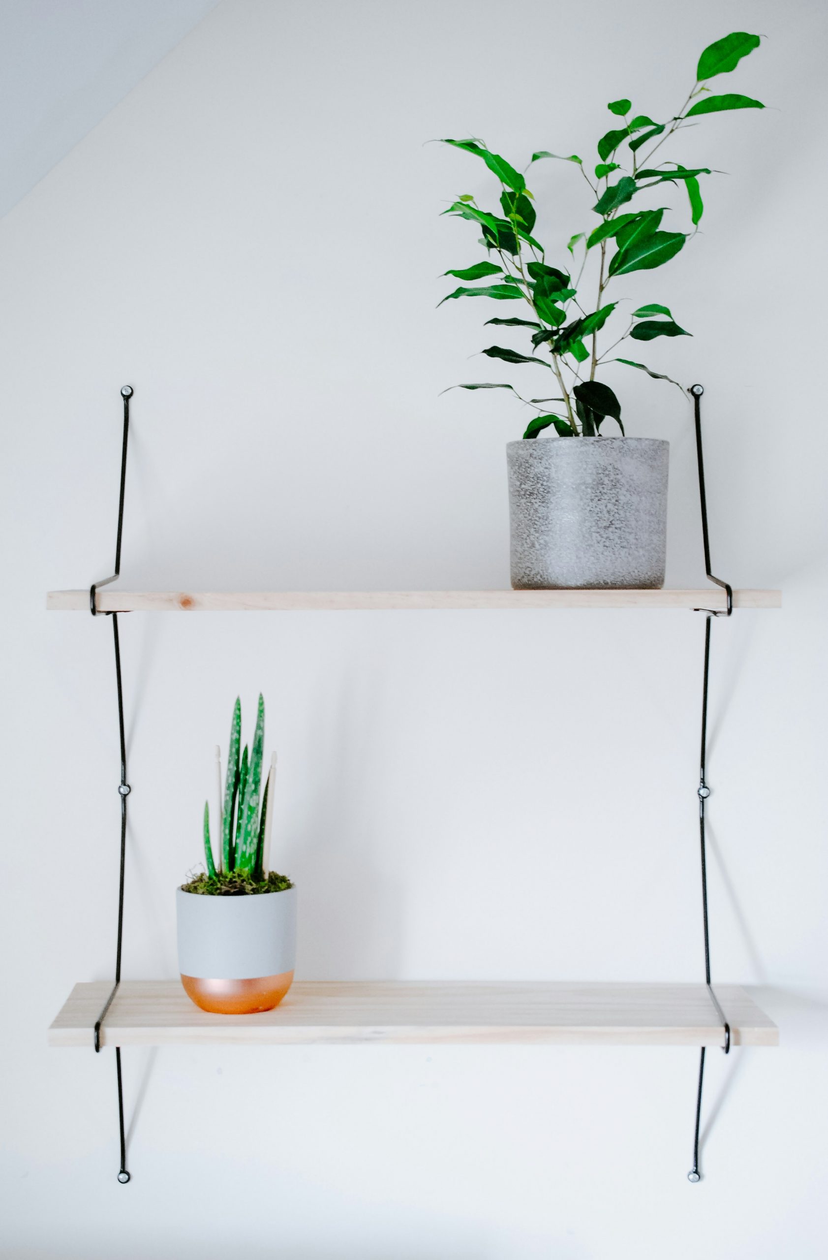 Houseplants on a shelf