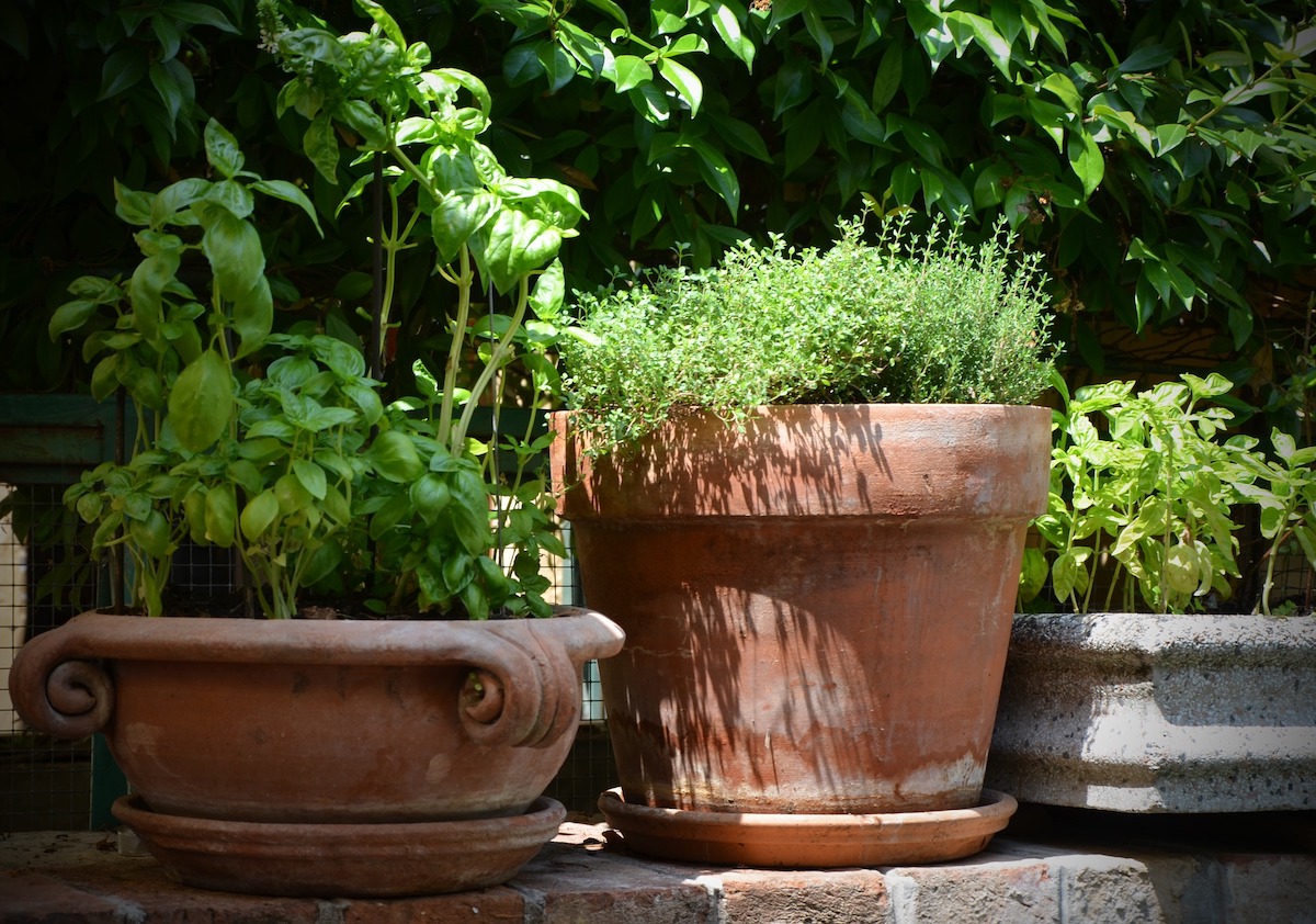 How to Build Container Gardens - LawnStarter