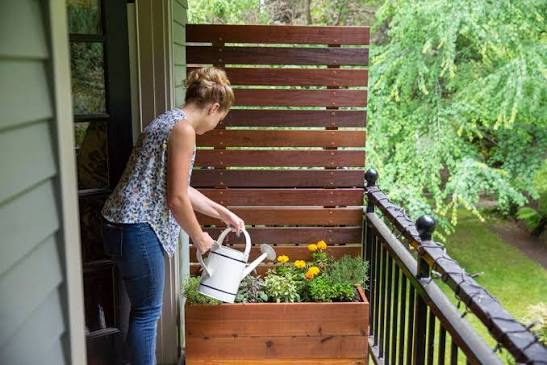 How to Make a DIY Privacy Screen Planter