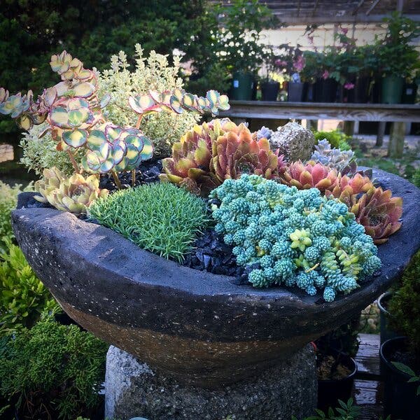 How to Plant a Miniature Succulent and Alpine Garden - The New York Times